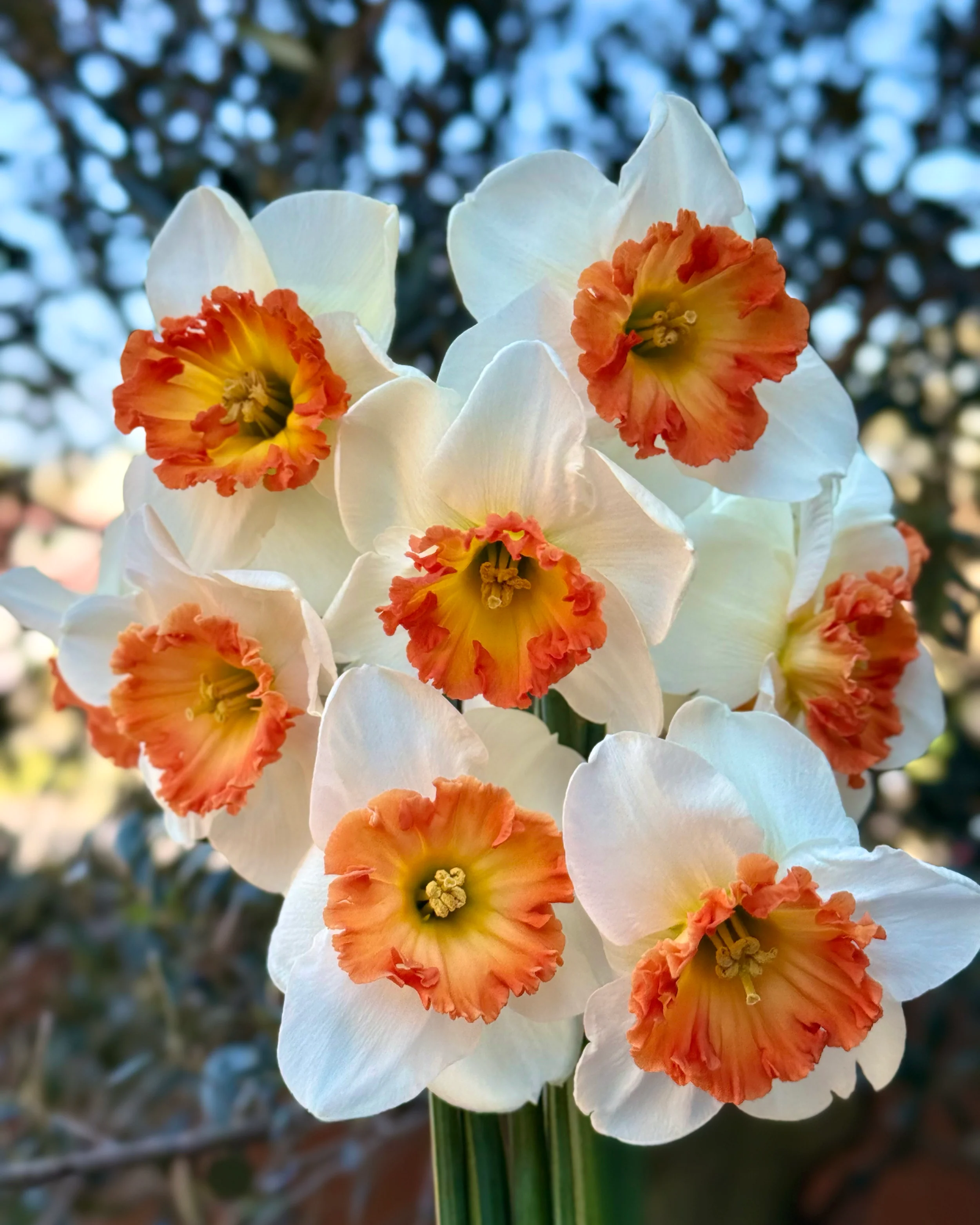 Narcissus 'Eclat' - Image 5