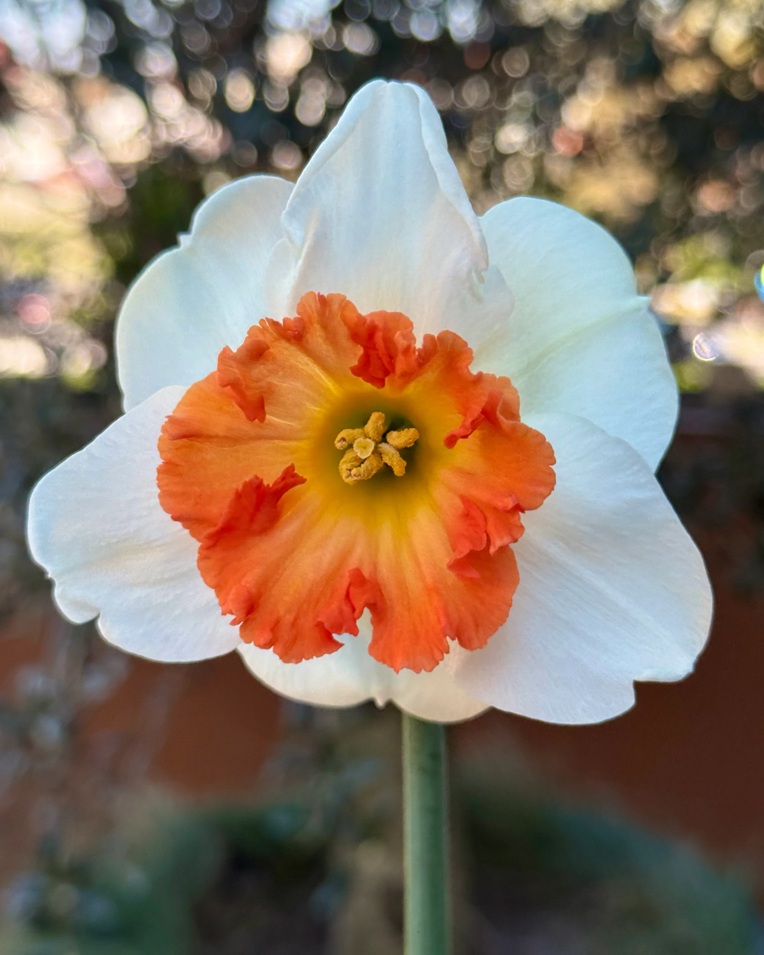 Narcissus 'Eclat' - Image 6