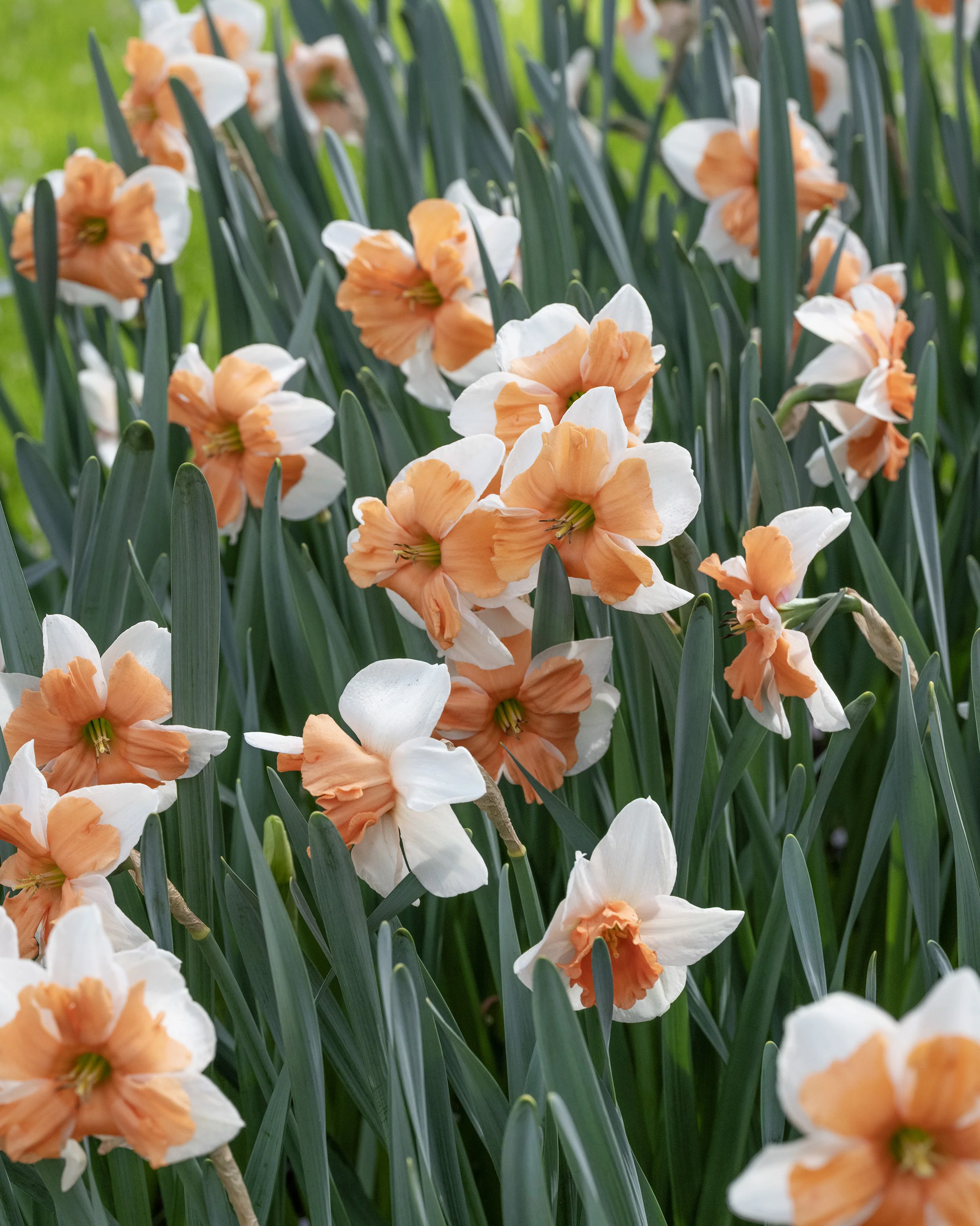 Narcissus 'Electrus' - Image 5