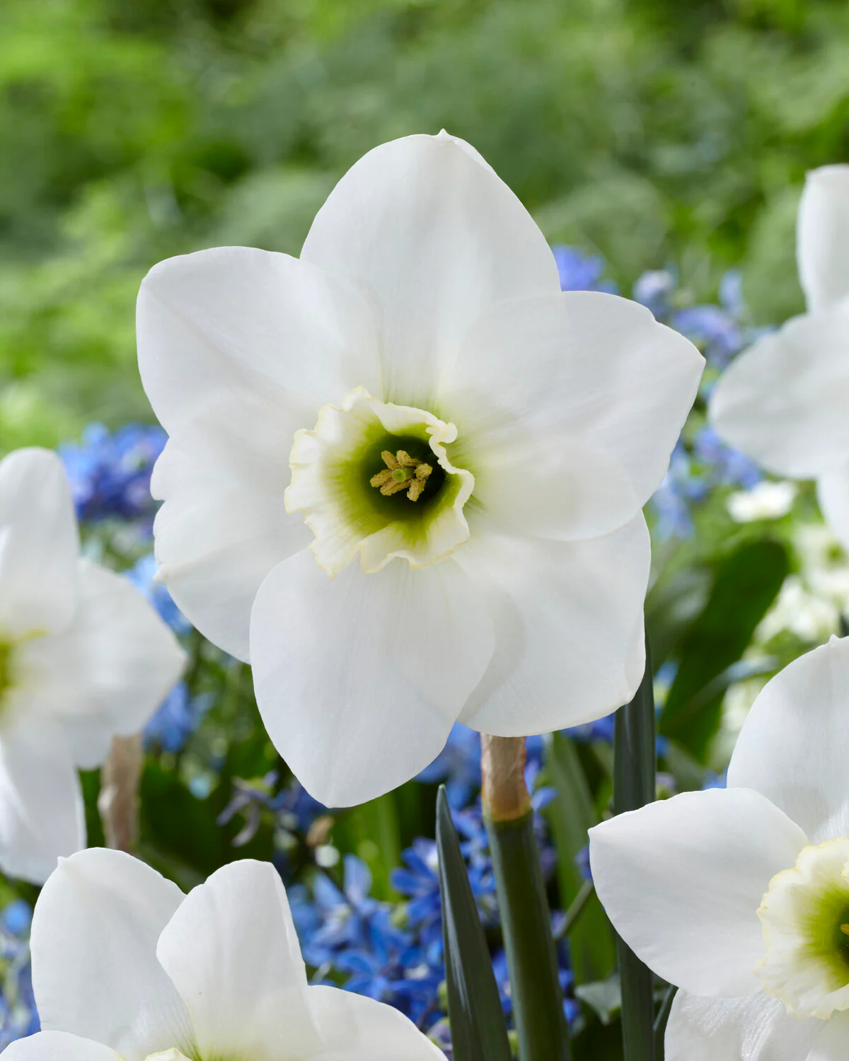 Narcissus 'Emerald Green' - Image 3
