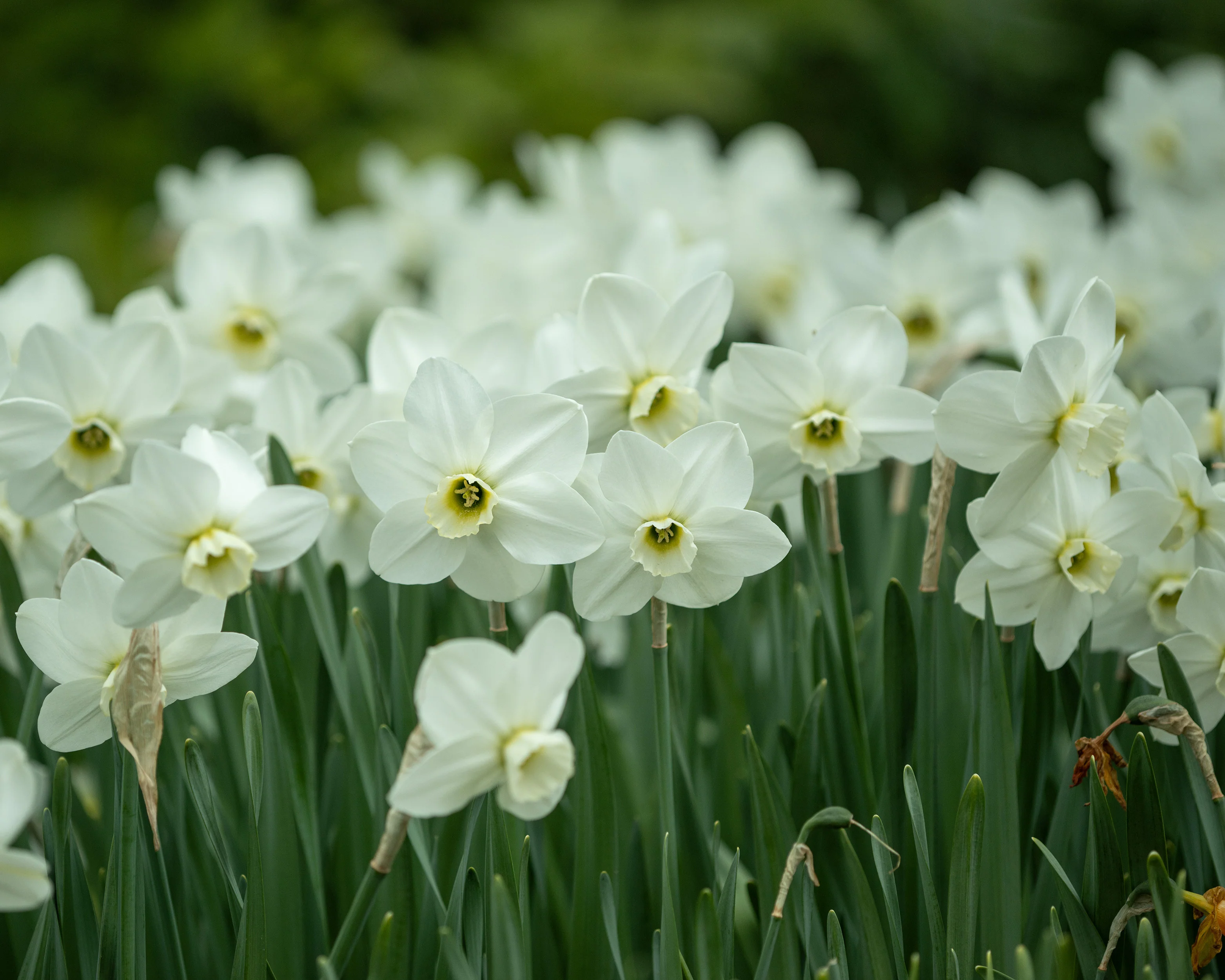 Narcissus 'Emerald Green' - Image 4