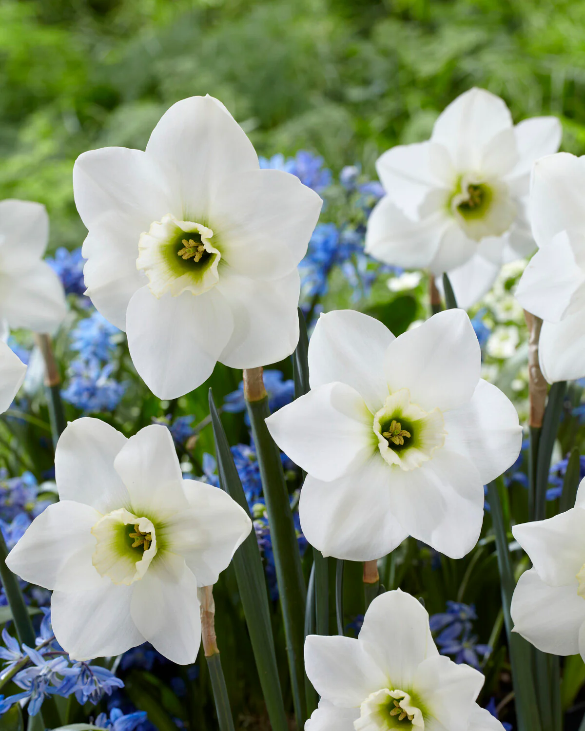 Narcissus 'Emerald Green' - Image 5