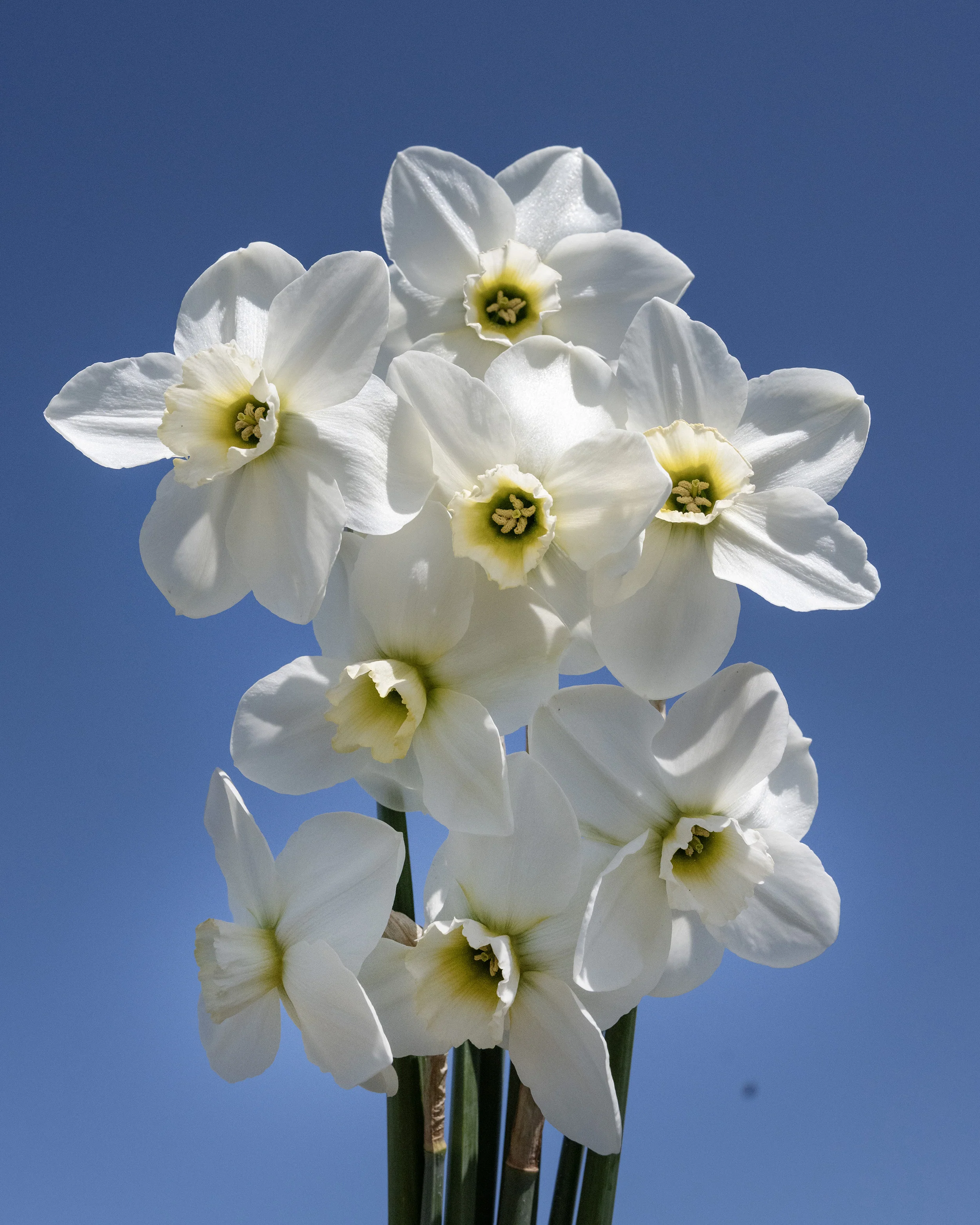 Narcissus 'Emerald Green' - Image 8