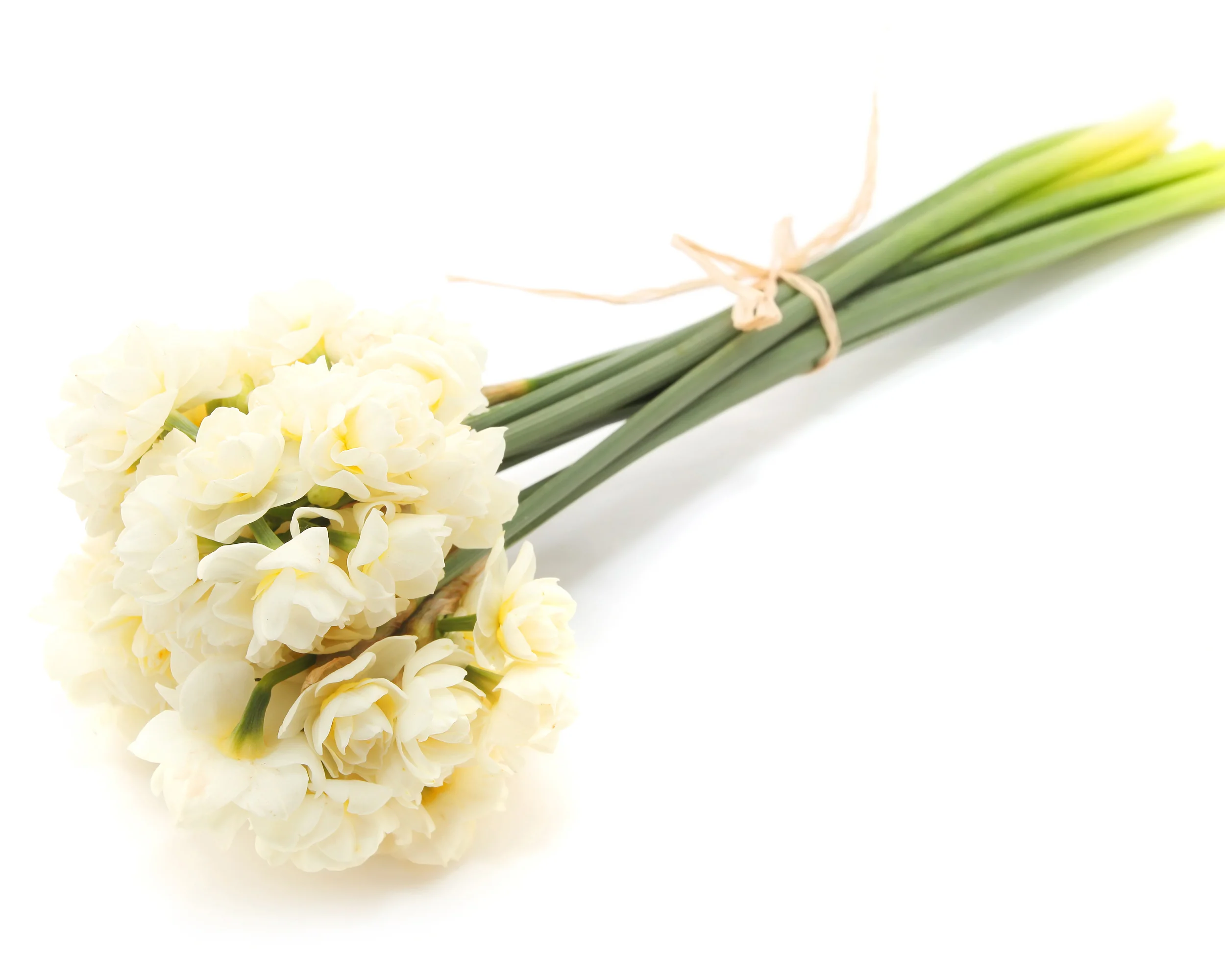 Narcissus 'Erlicheer' - Image 3