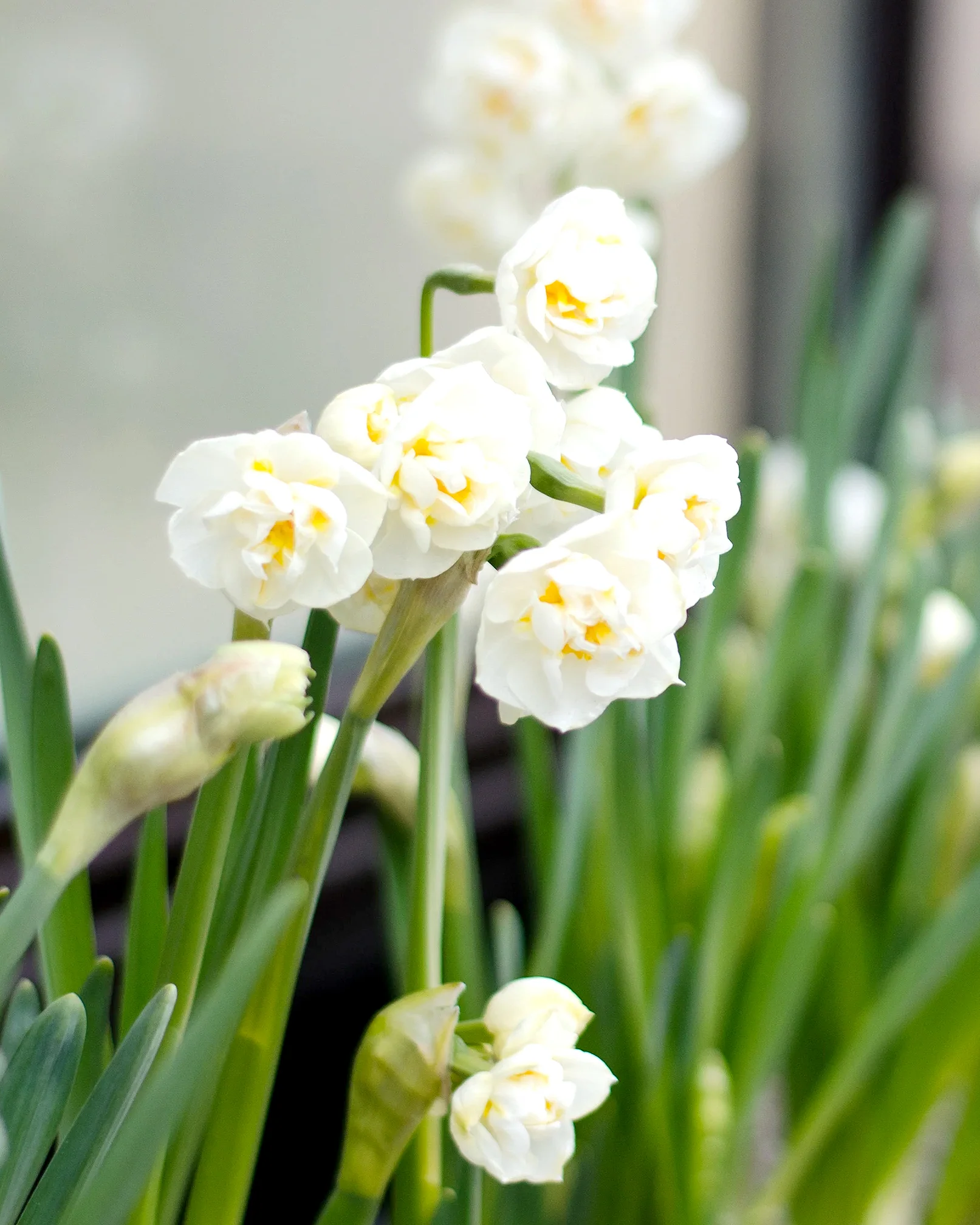 Narcissus 'Erlicheer' - Image 4