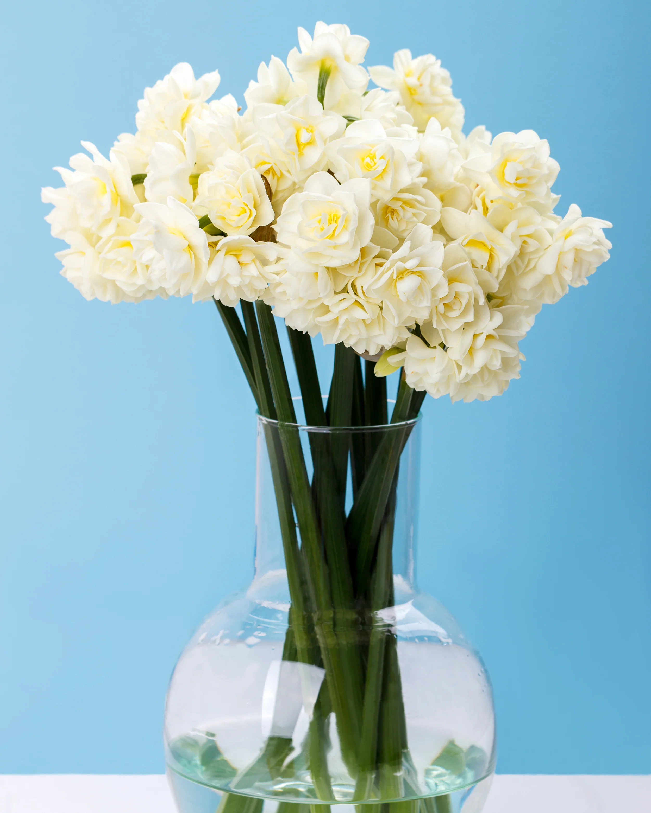 Narcissus 'Erlicheer' - Image 6