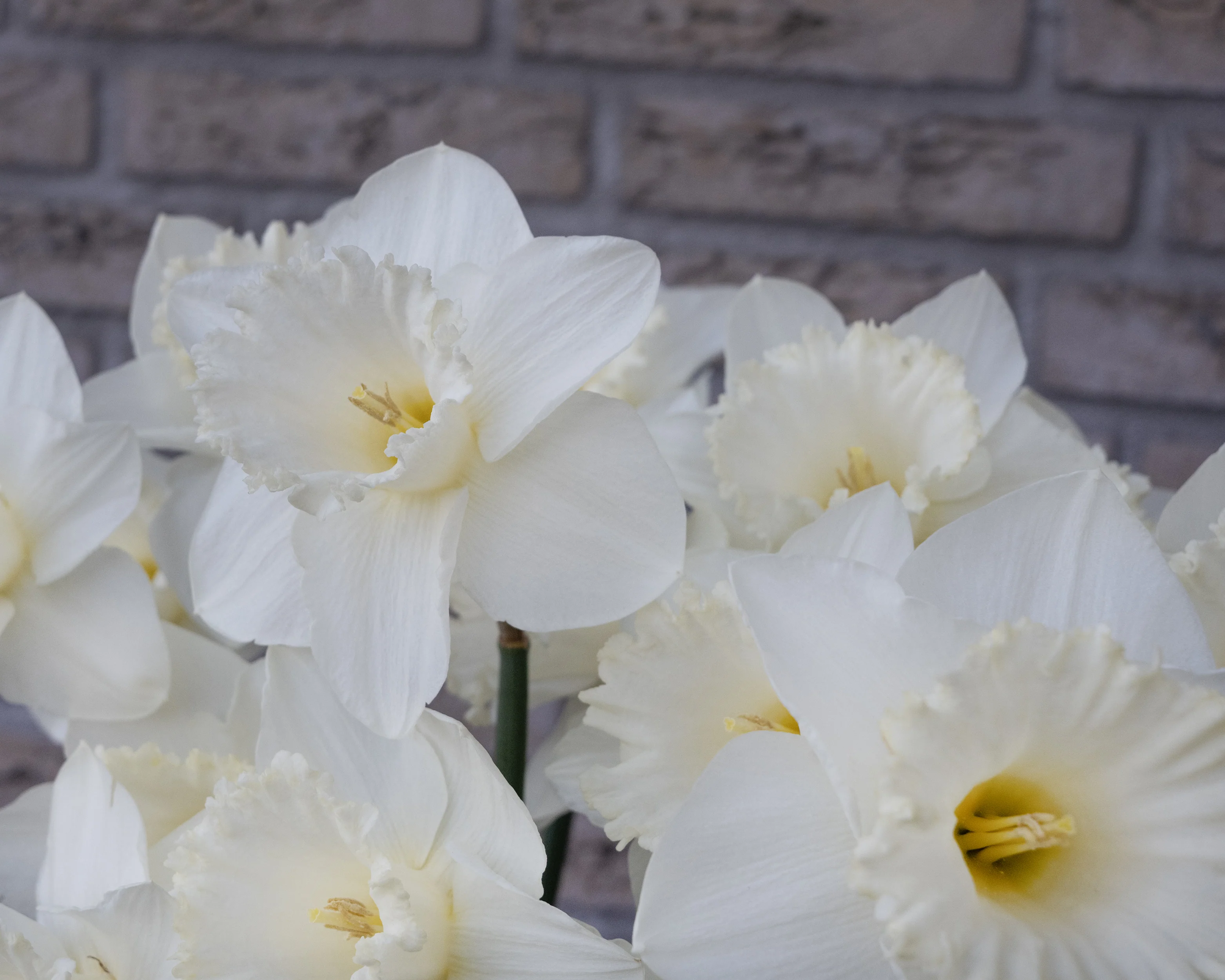 Narcissus 'Evanah' - Image 10