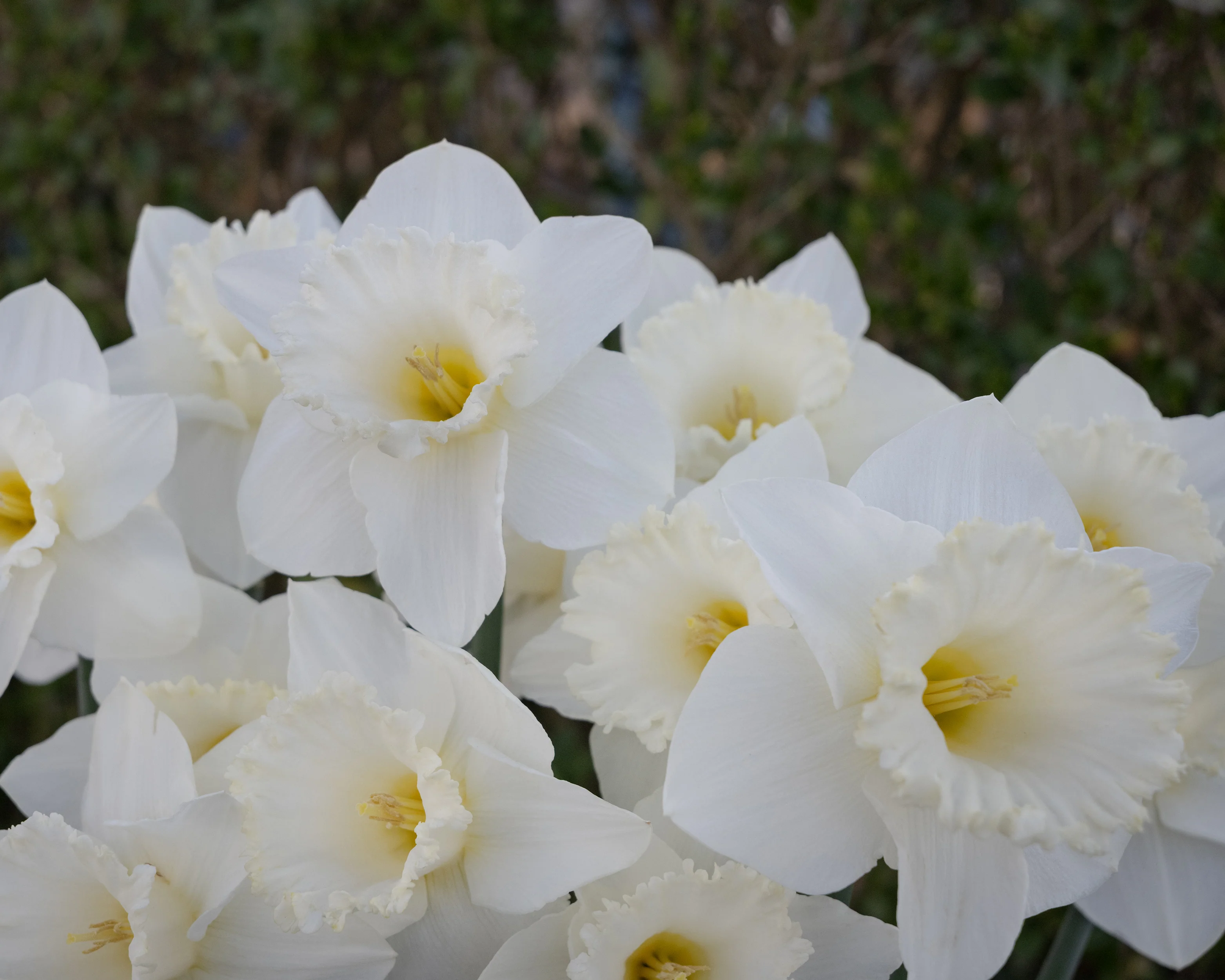Narcissus 'Evanah' - Image 11