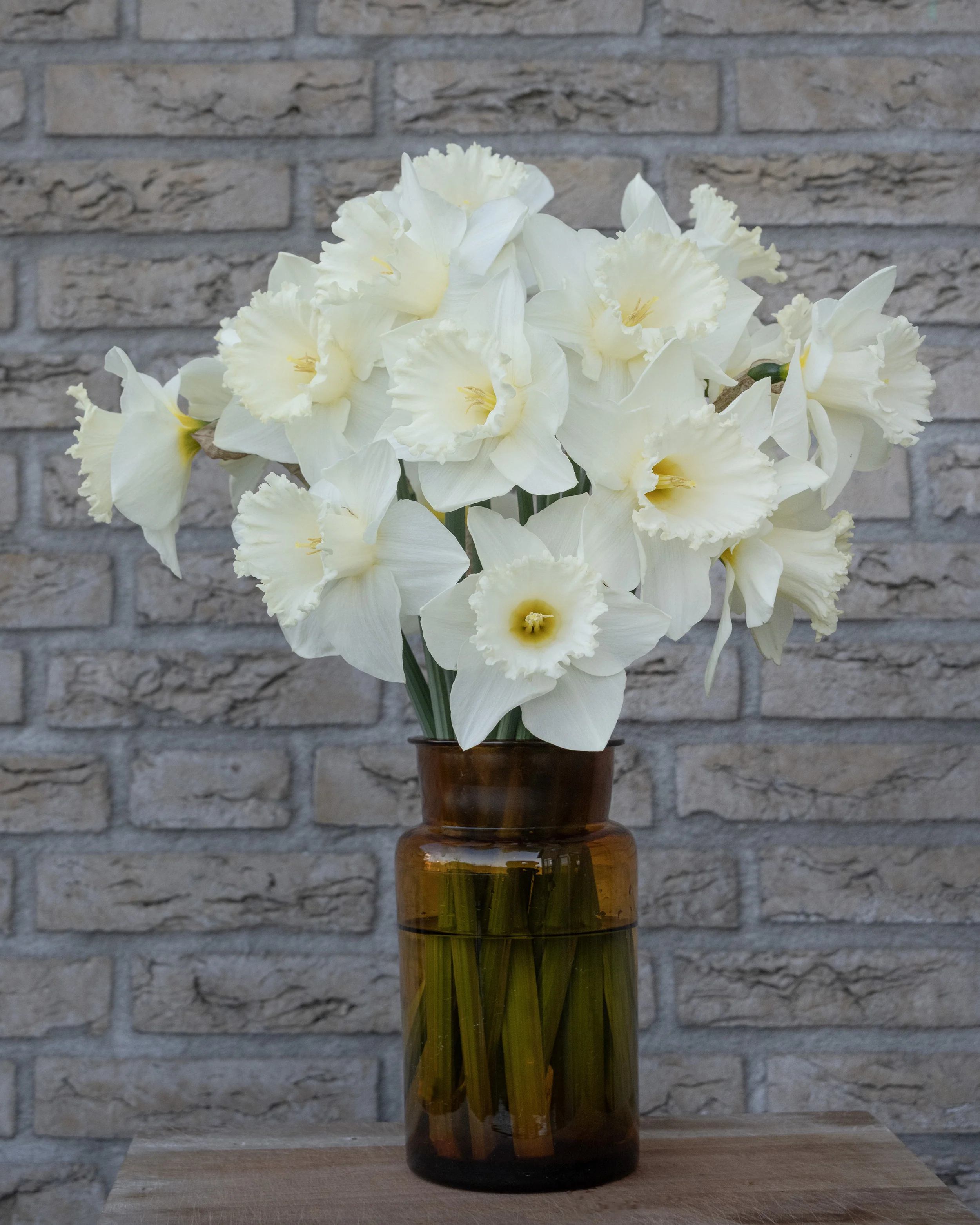 Narcissus 'Evanah' - Image 3