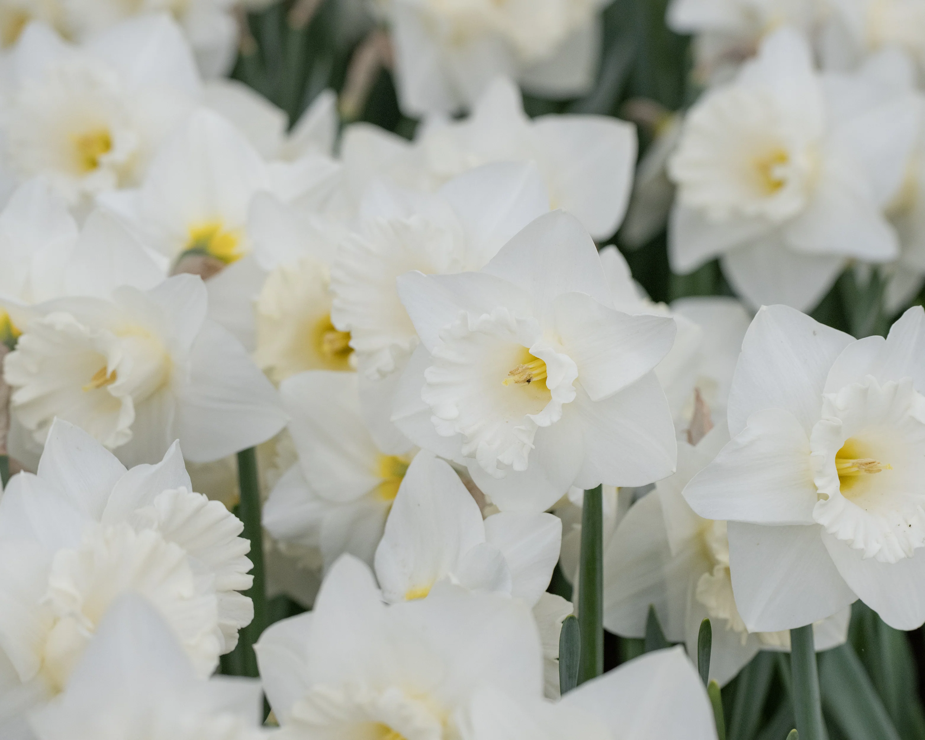 Narcissus 'Evanah' - Image 7