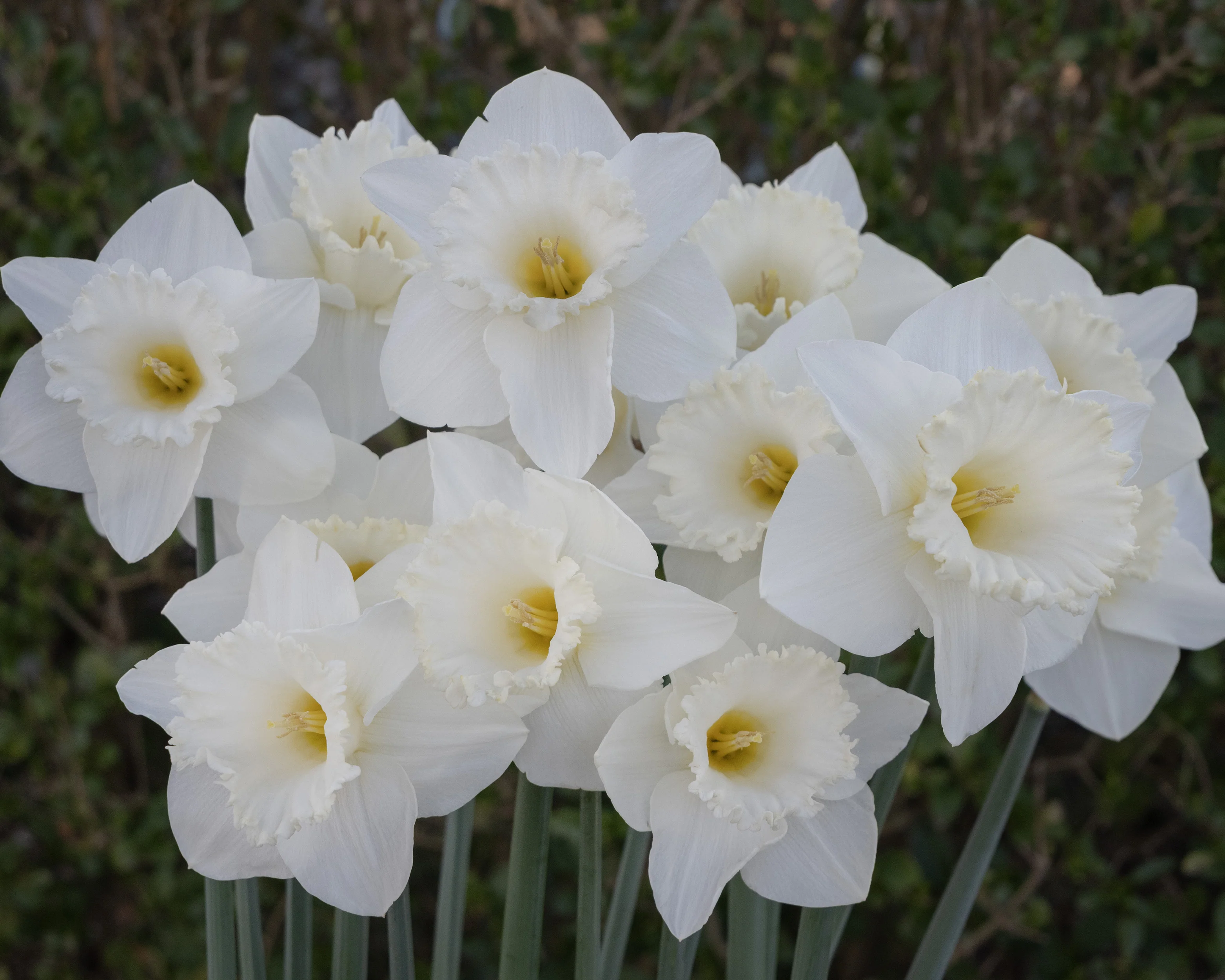 Narcissus 'Evanah' - Image 8