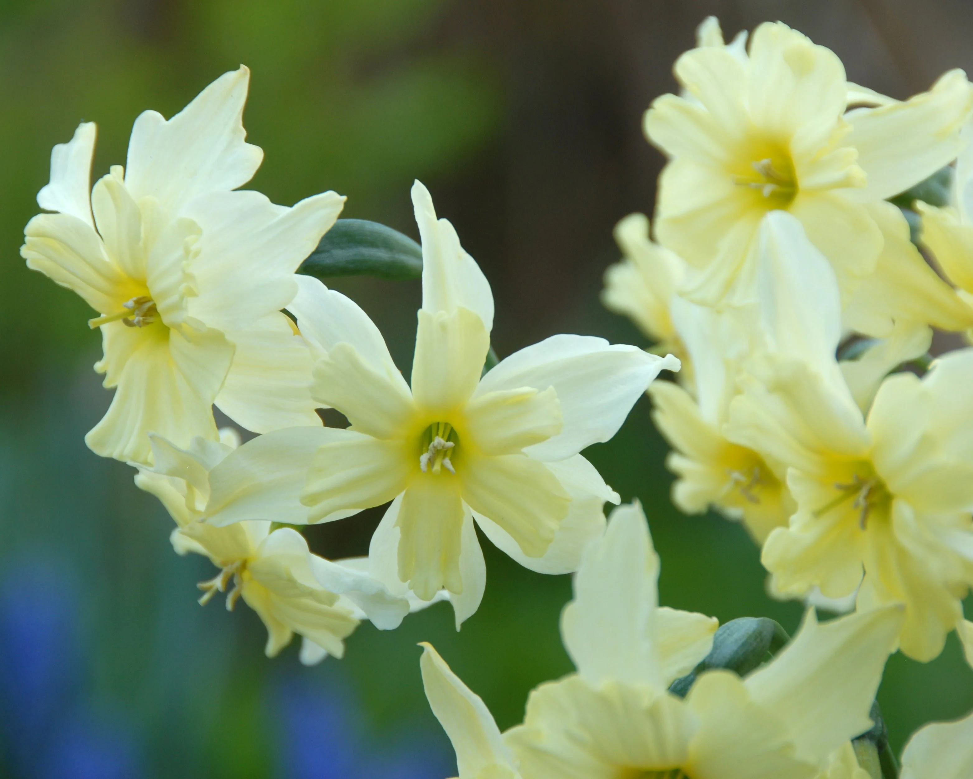 Narcissus 'Exotic Mystery' - Image 6