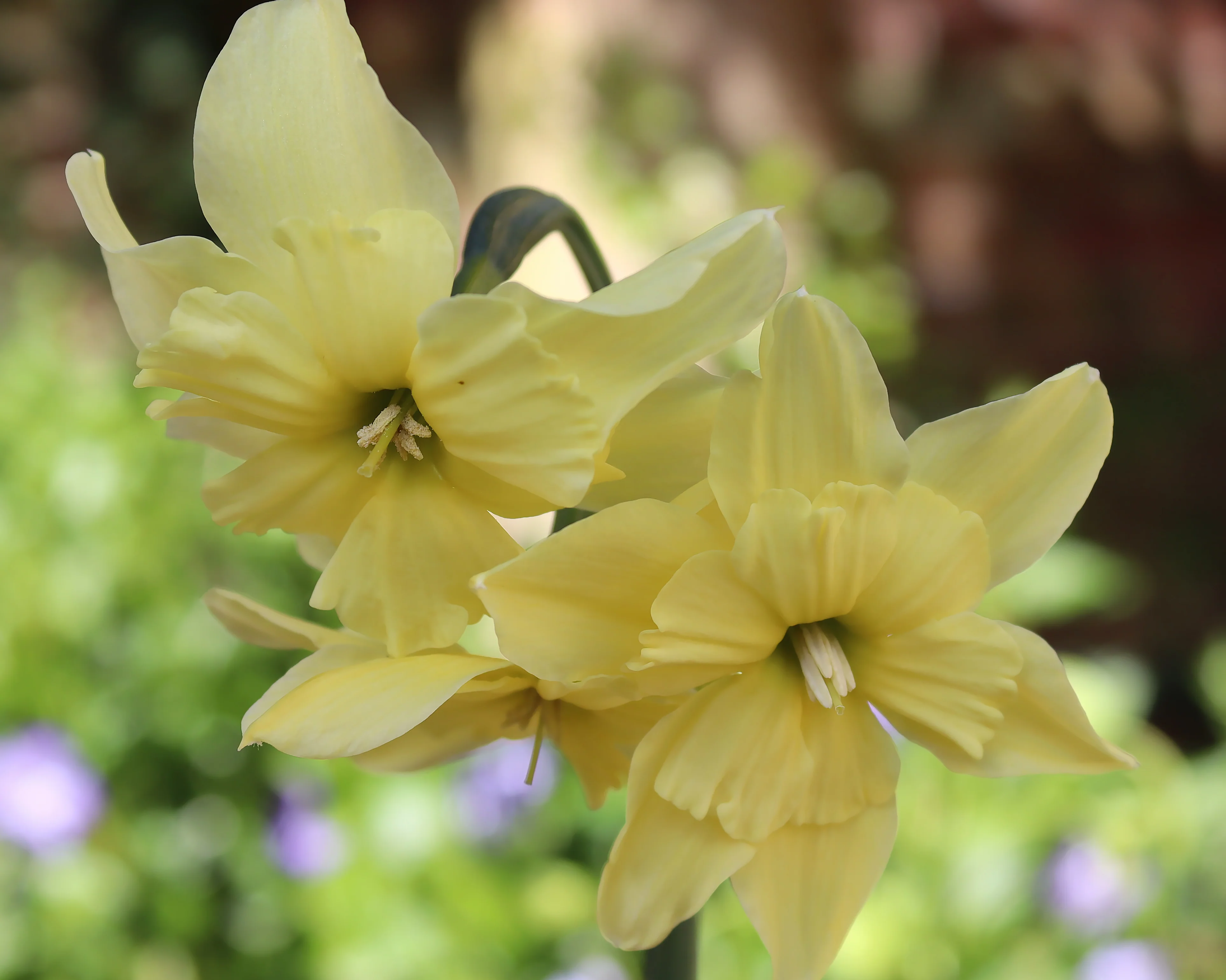 Narcissus 'Exotic Mystery' - Image 9