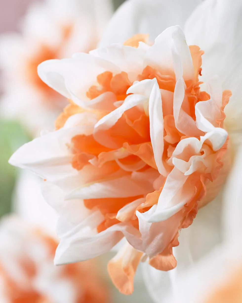 Narcissus 'Extravaganza' - Image 3