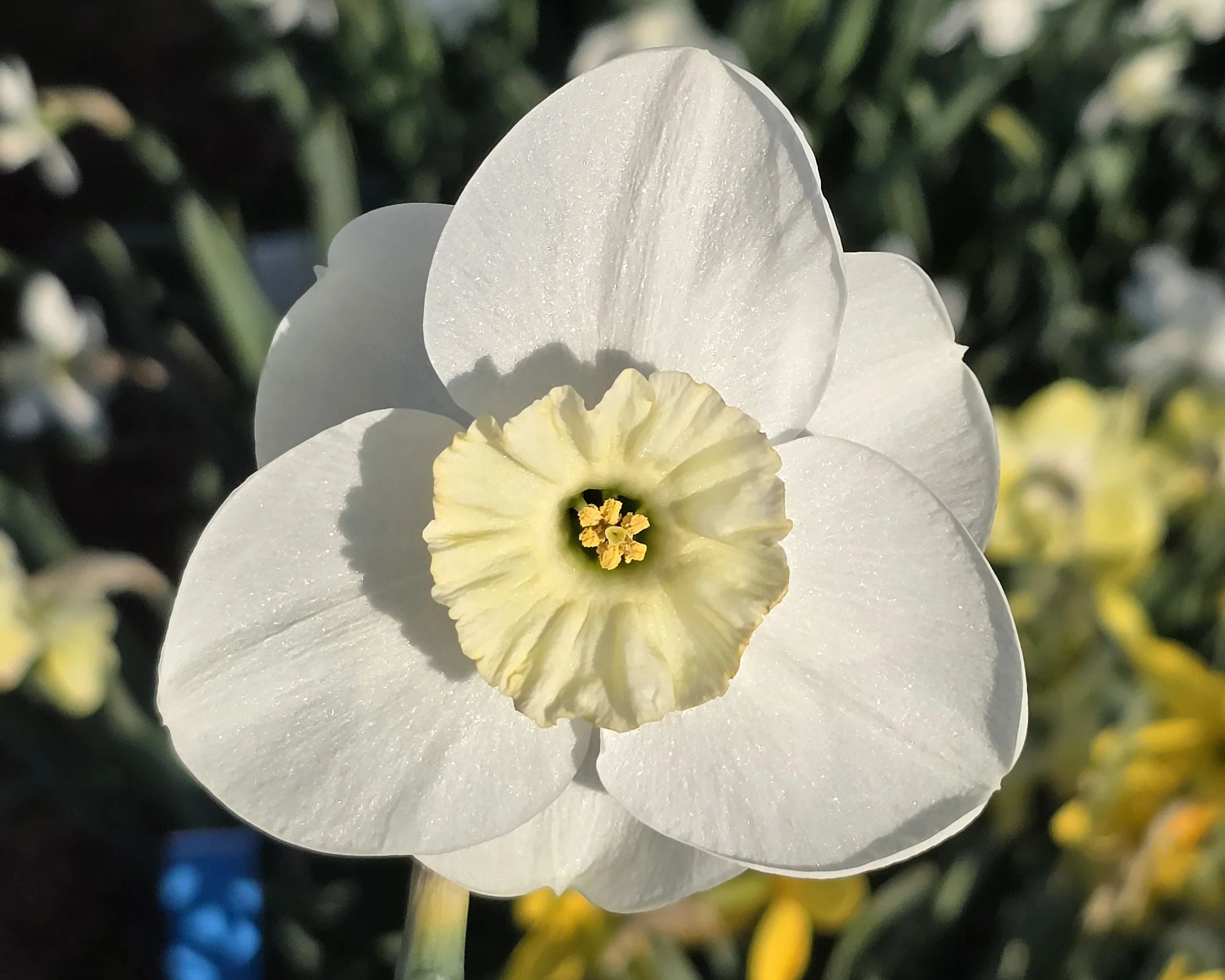 Narcissus 'Falmouth Bay' - Image 7