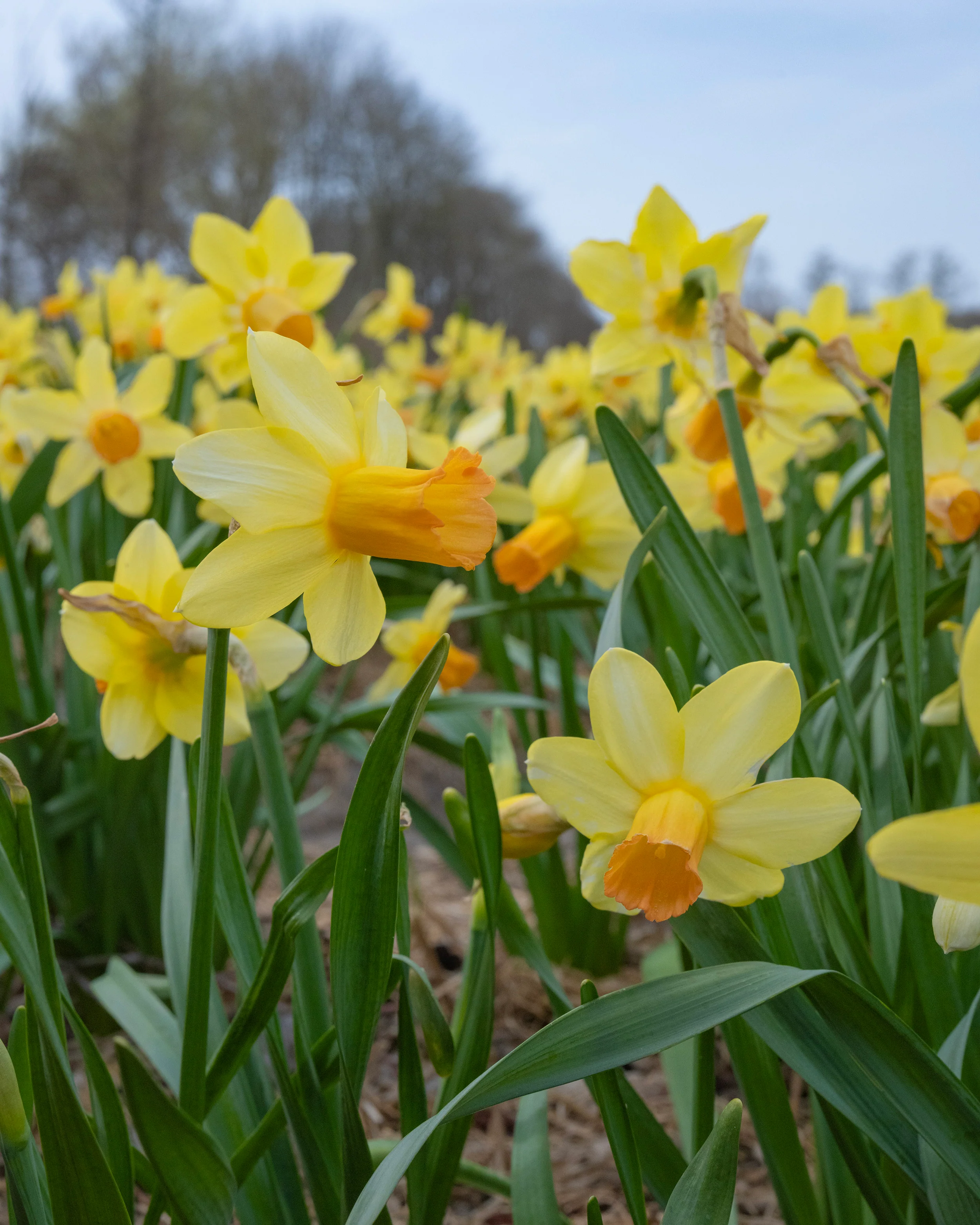 Narcissus 'Fidan' - Image 10