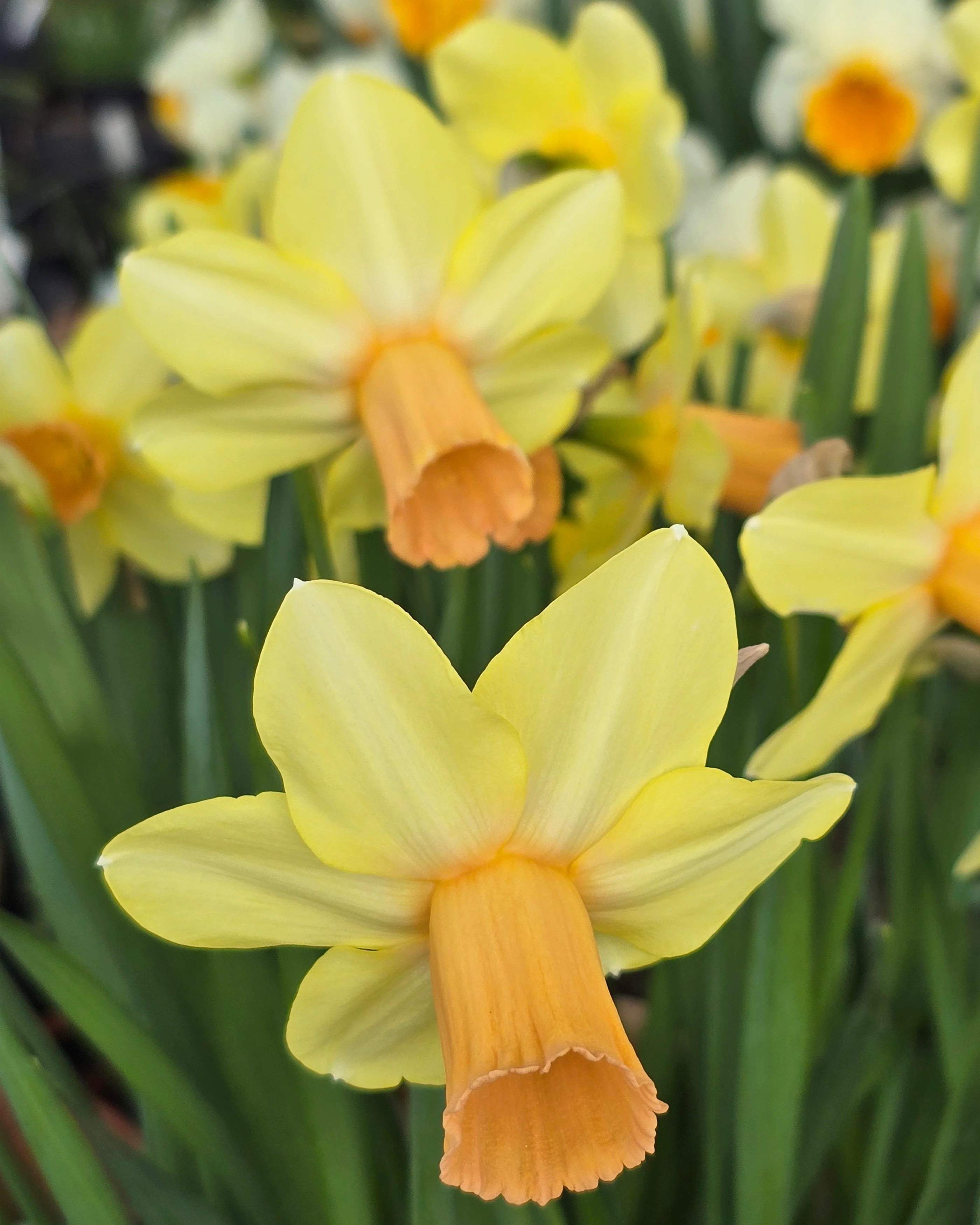 Narcissus 'Fidan' - Image 12