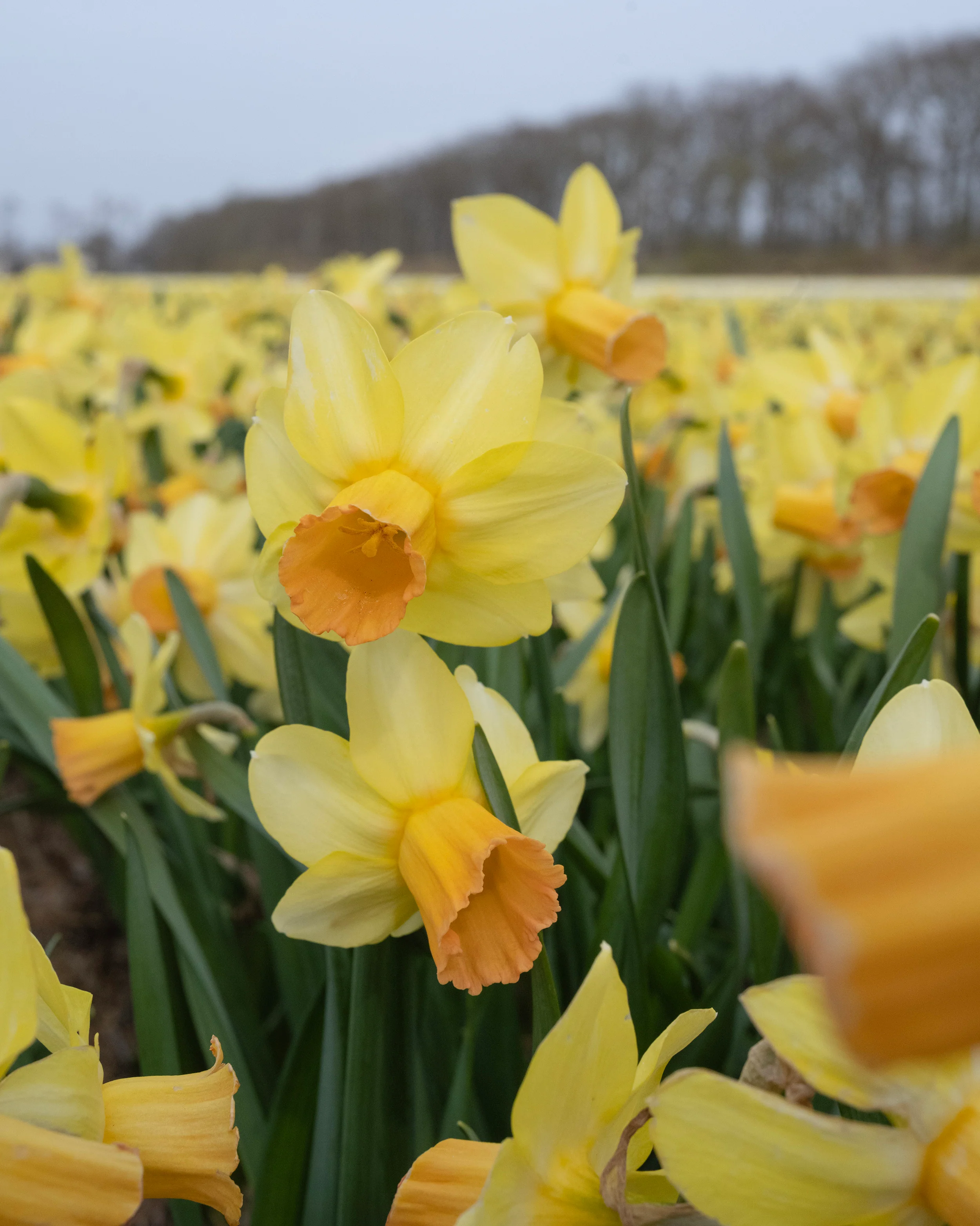 Narcissus 'Fidan' - Image 3