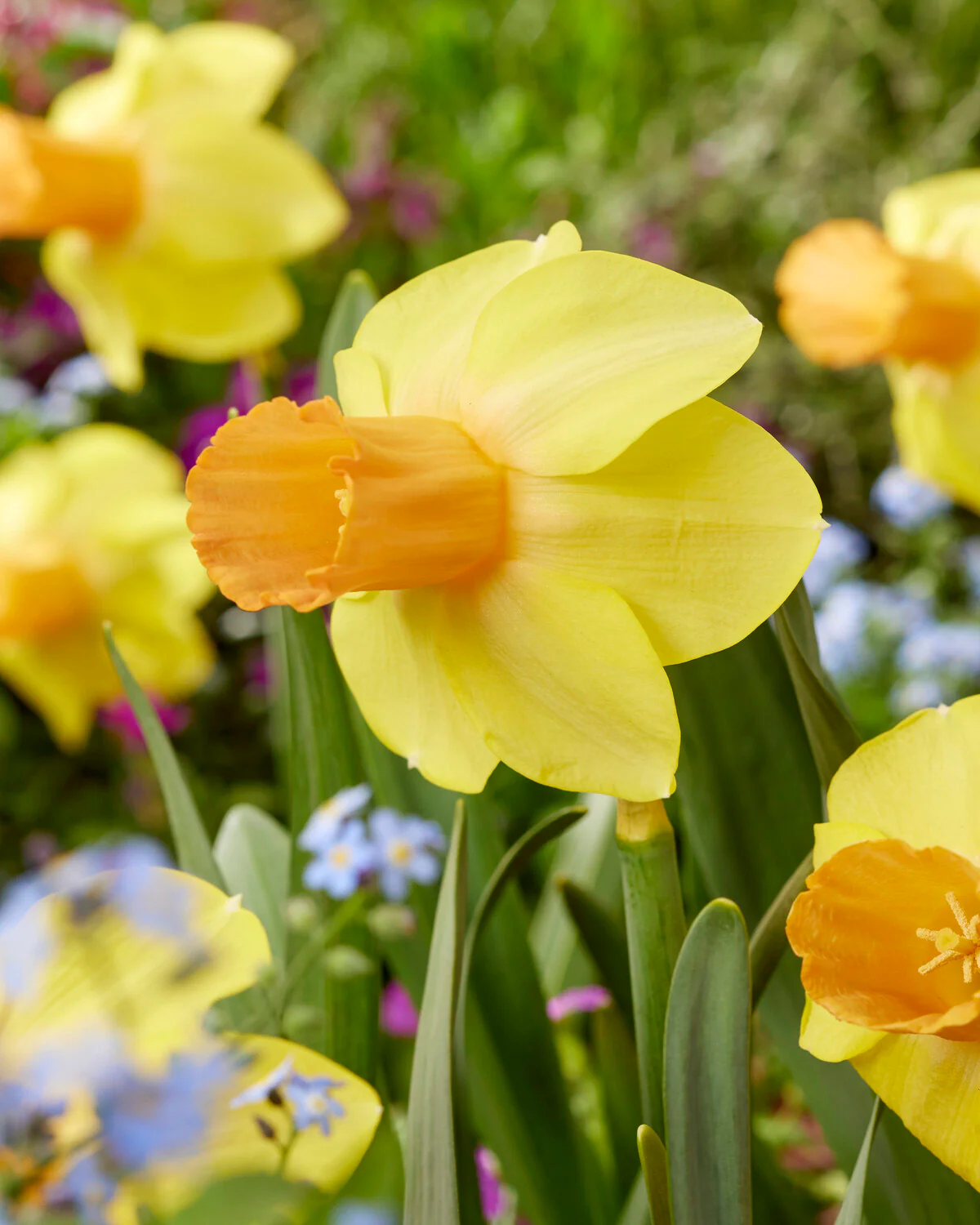 Narcissus 'Fidan' - Image 4