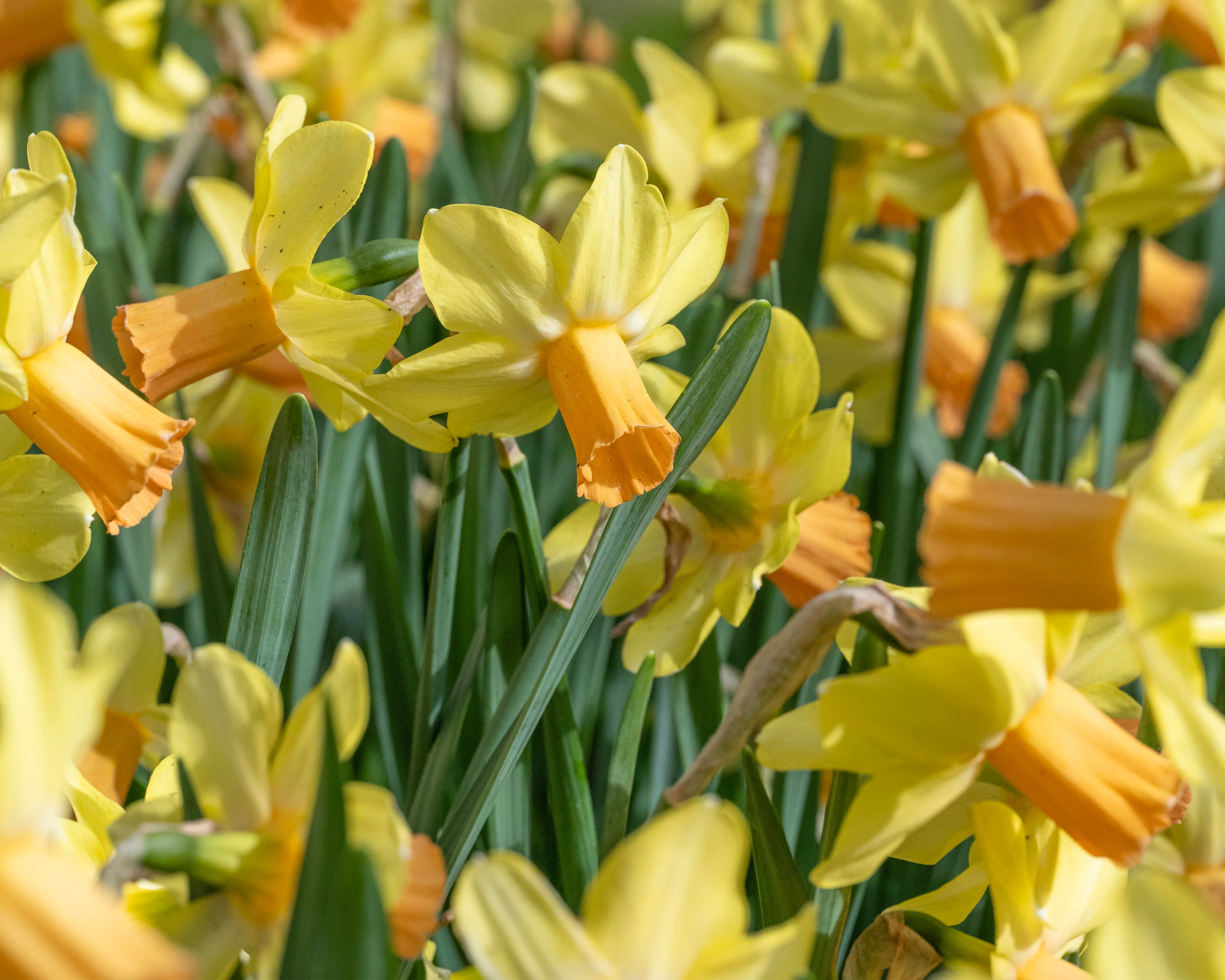 Narcissus 'Fidan' - Image 5