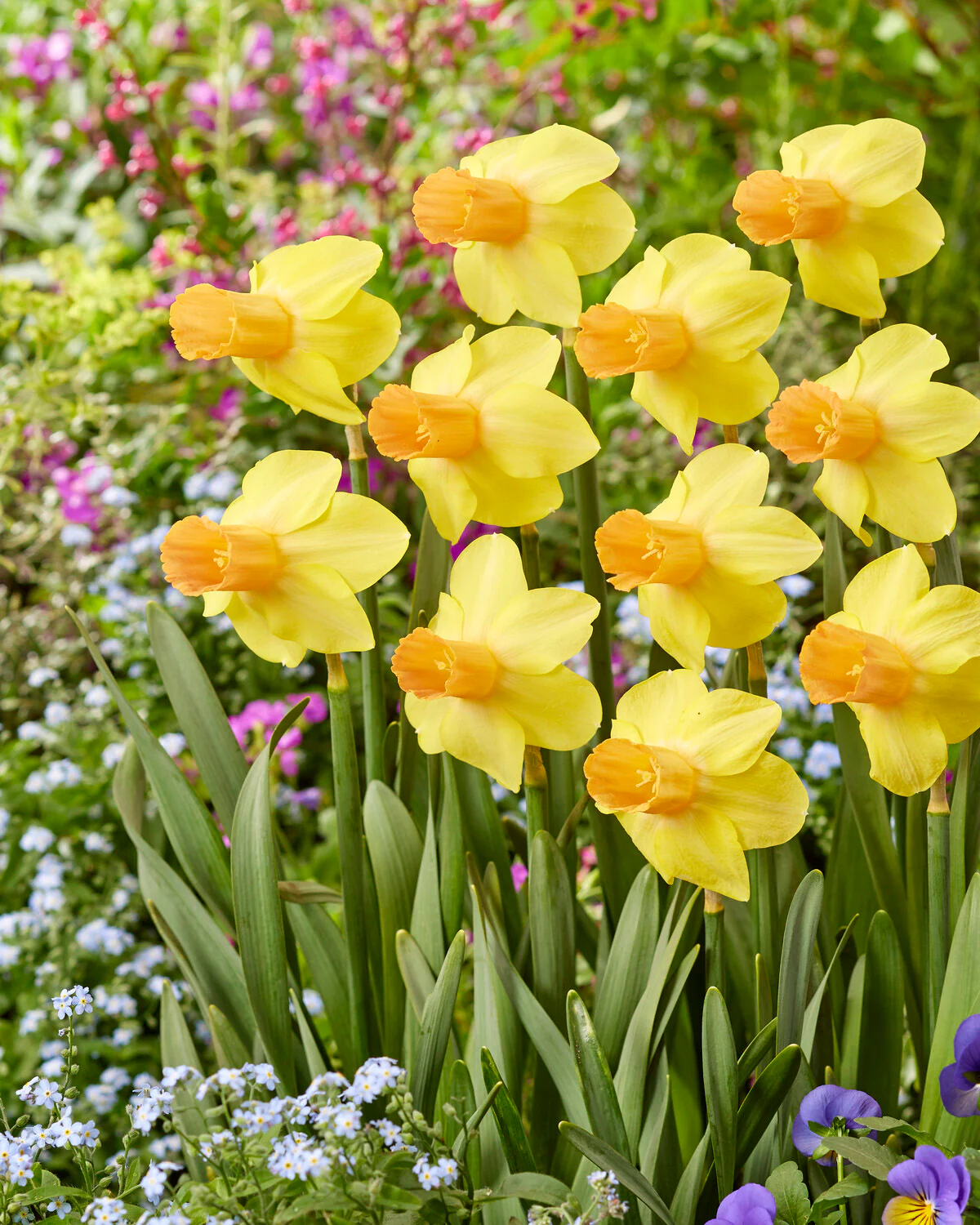 Narcissus 'Fidan' - Image 9