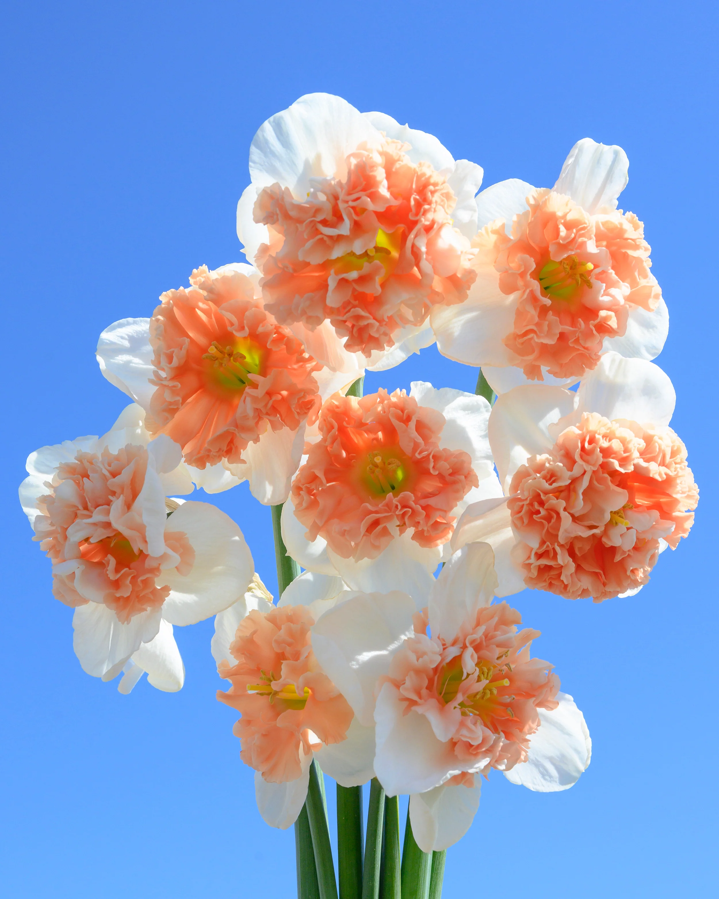 Narcissus 'Fire Drill' - Image 2