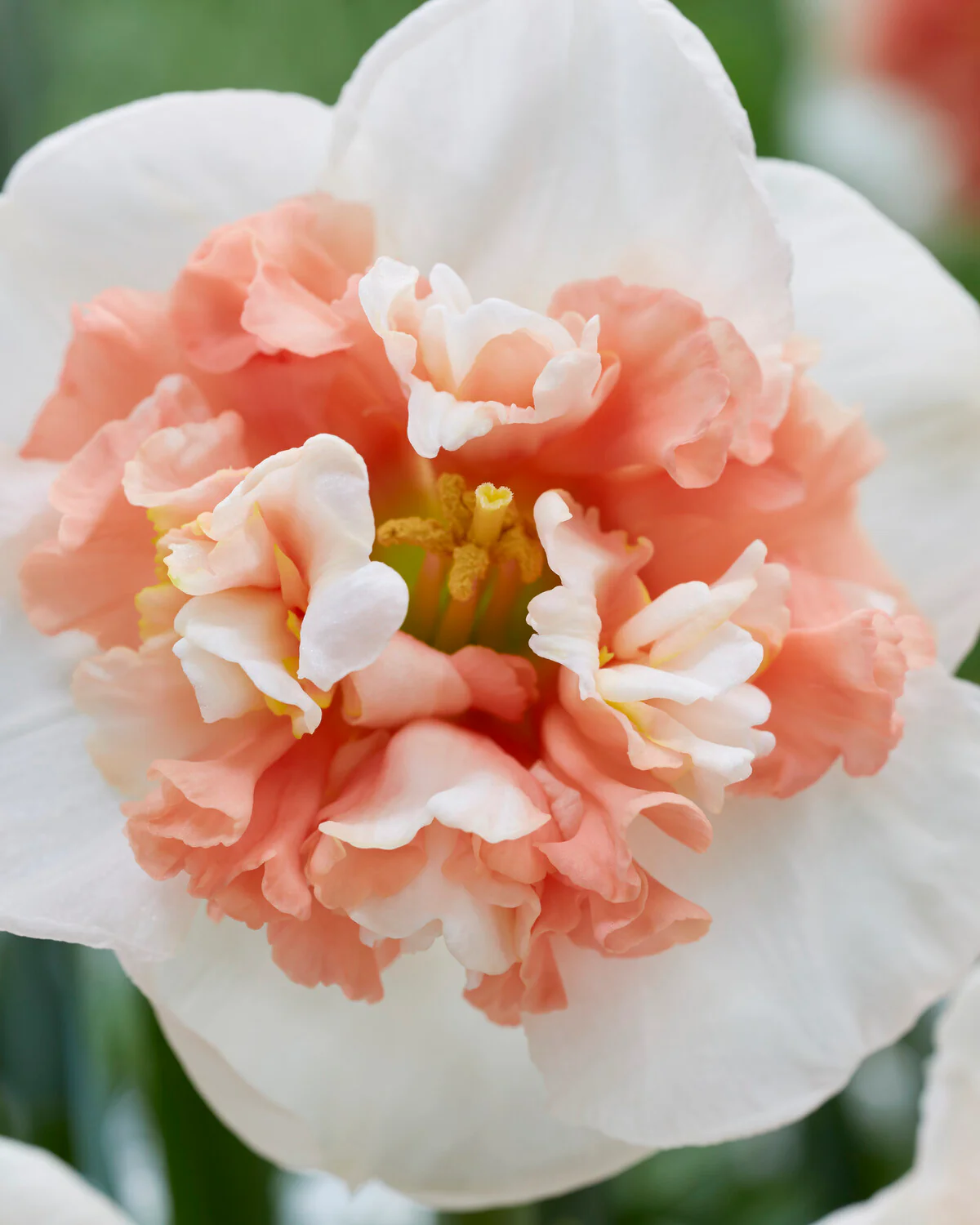 Narcissus 'Fire Drill' - Image 7