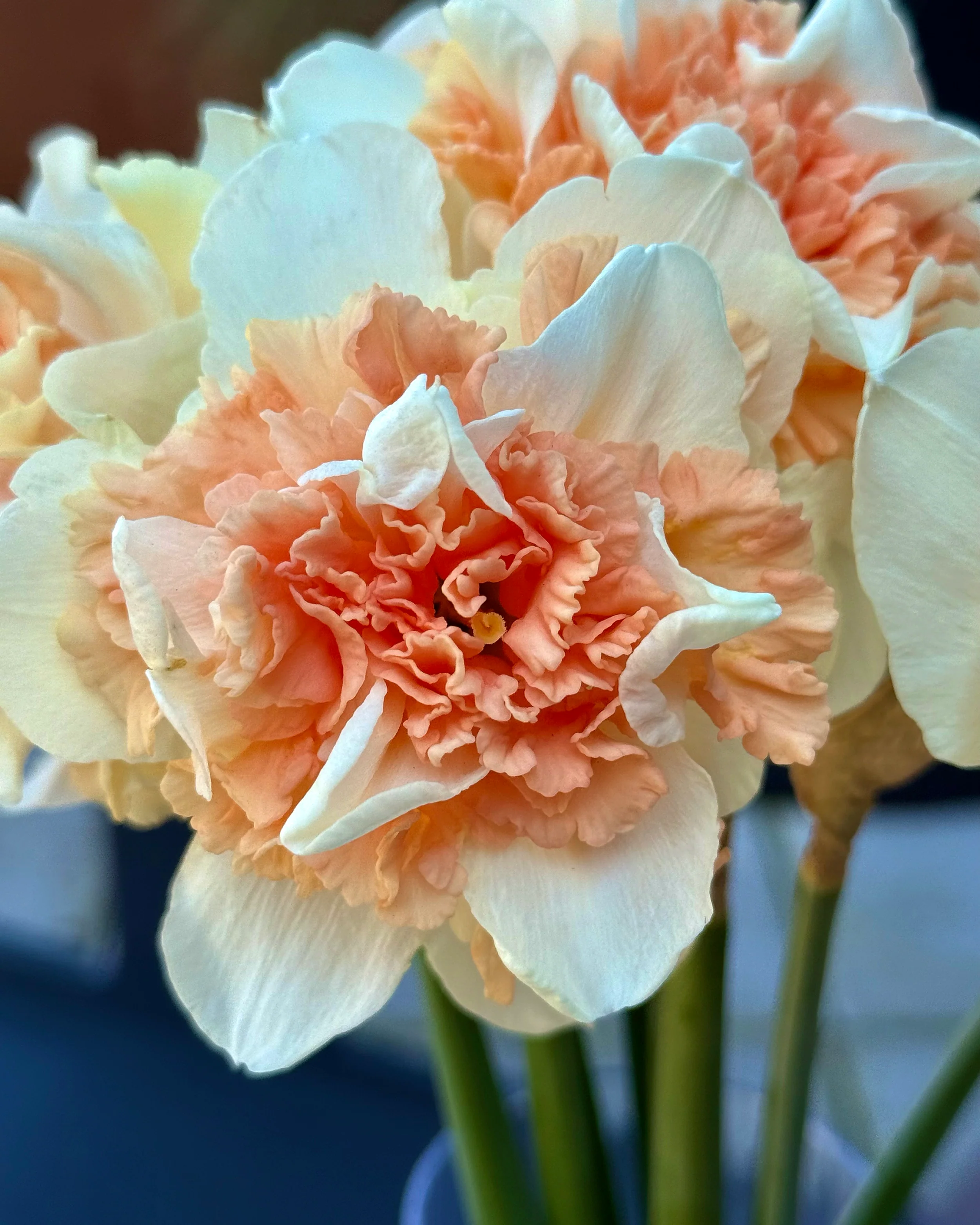 Narcissus 'Flower Surprise' - Image 2