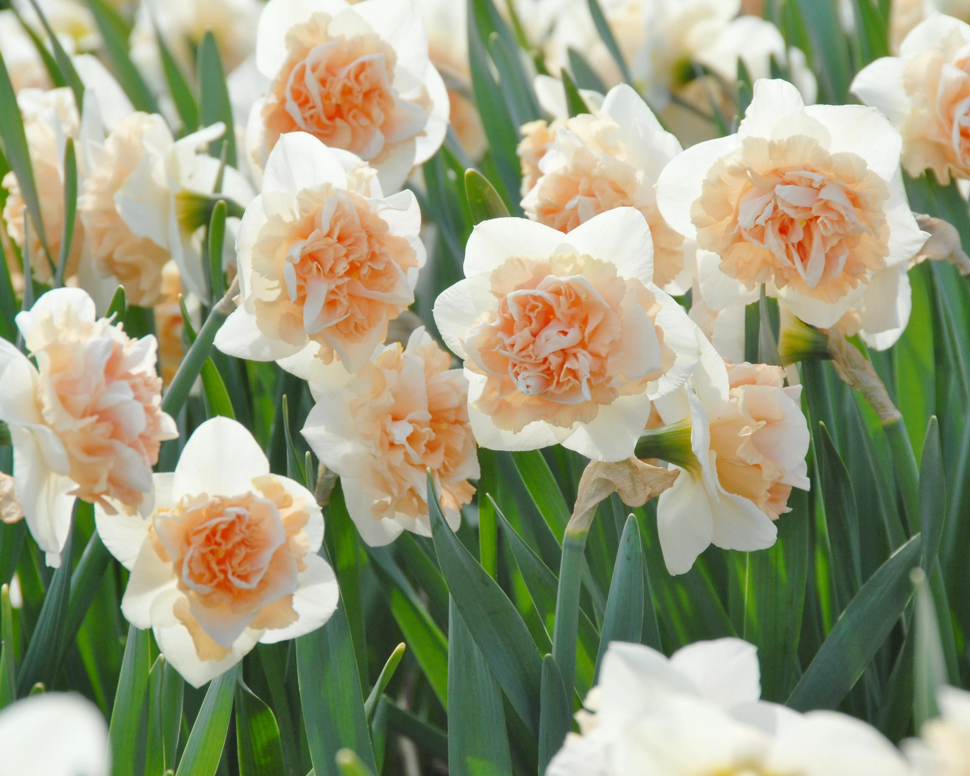 Narcissus 'Flower Surprise' - Image 3