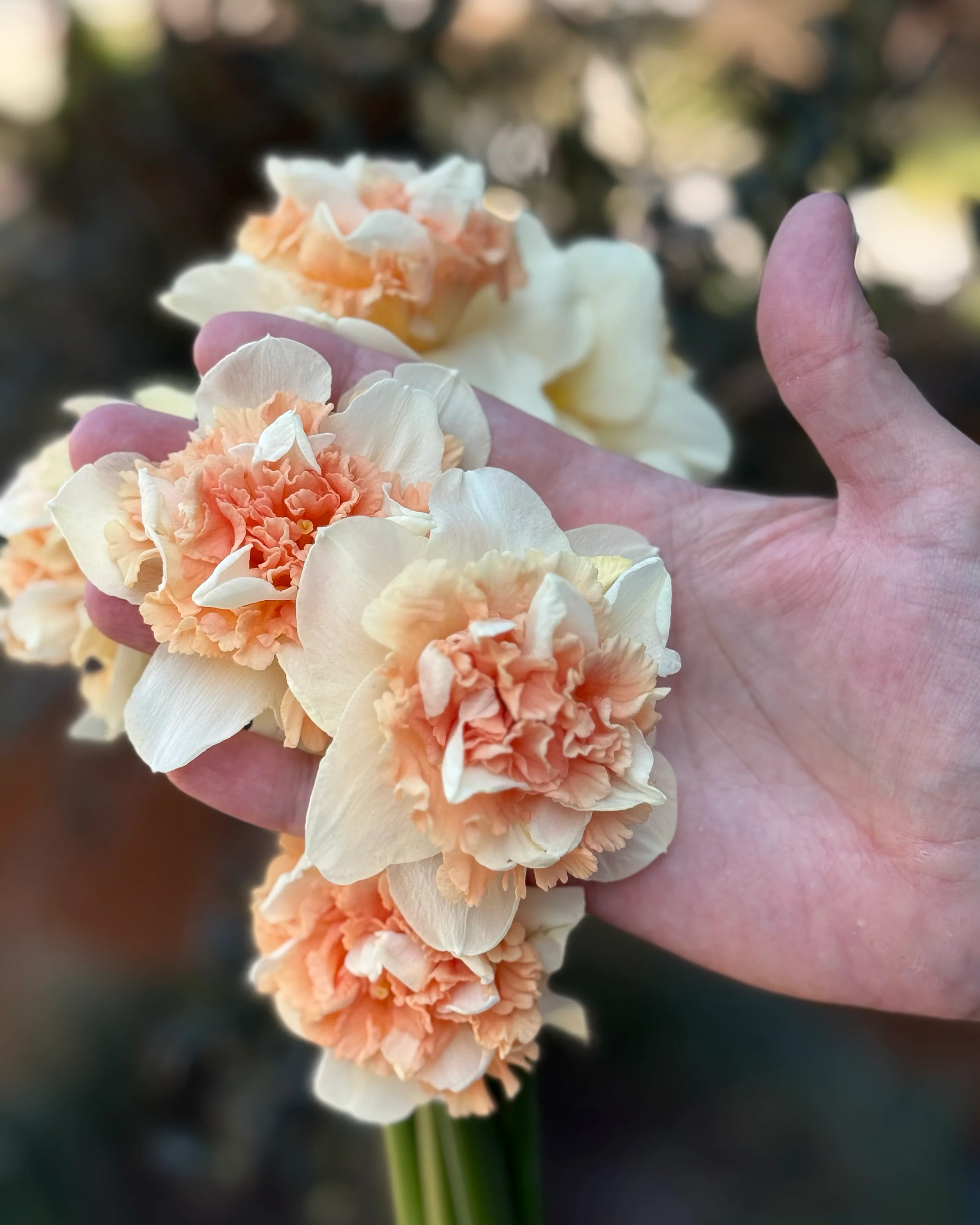 Narcissus 'Flower Surprise' - Image 6