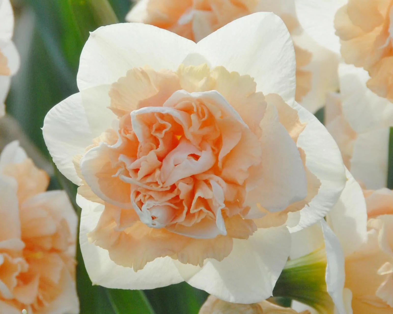 Narcissus 'Flower Surprise' - Image 7
