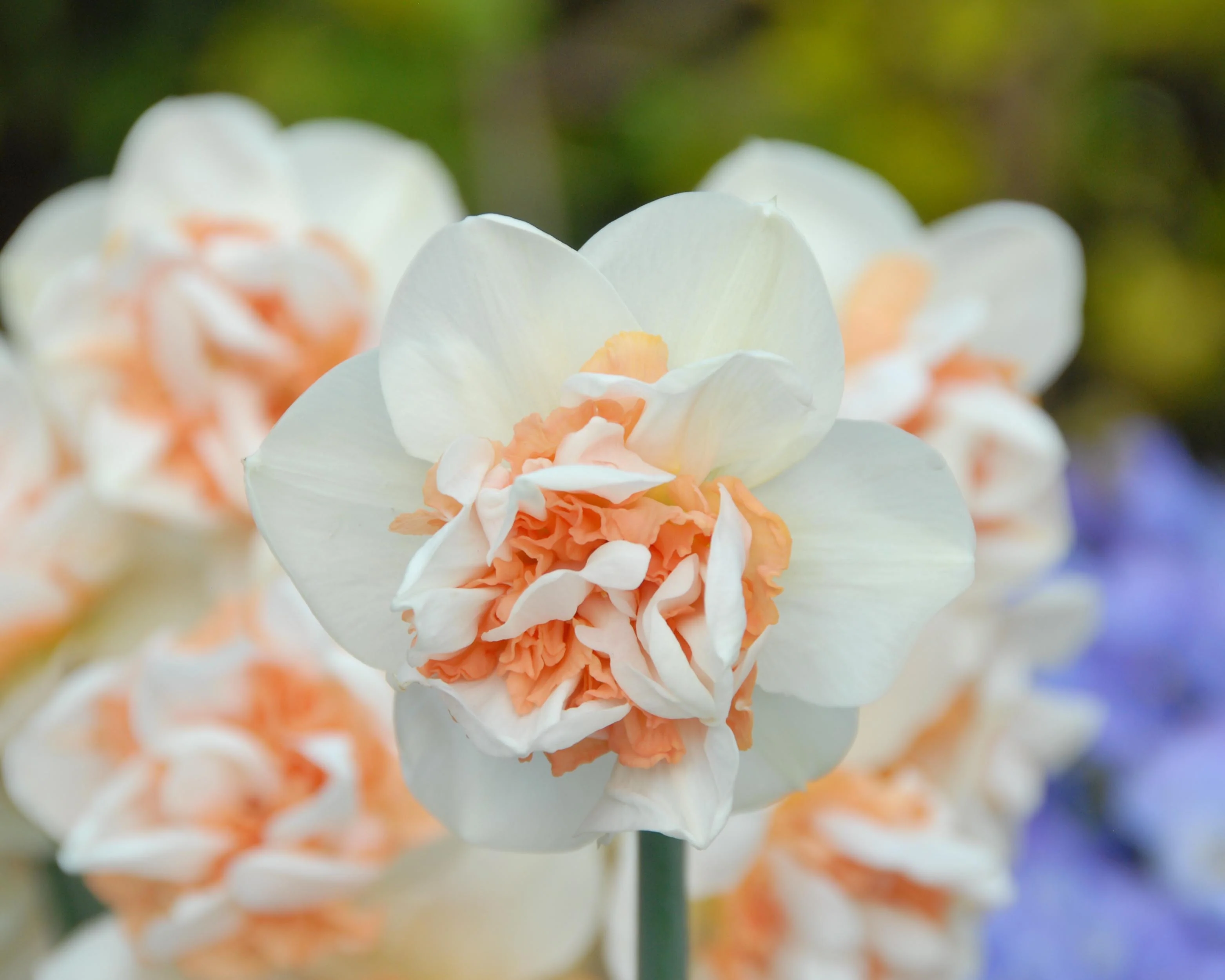 Narcissus 'Flower Surprise' - Image 8