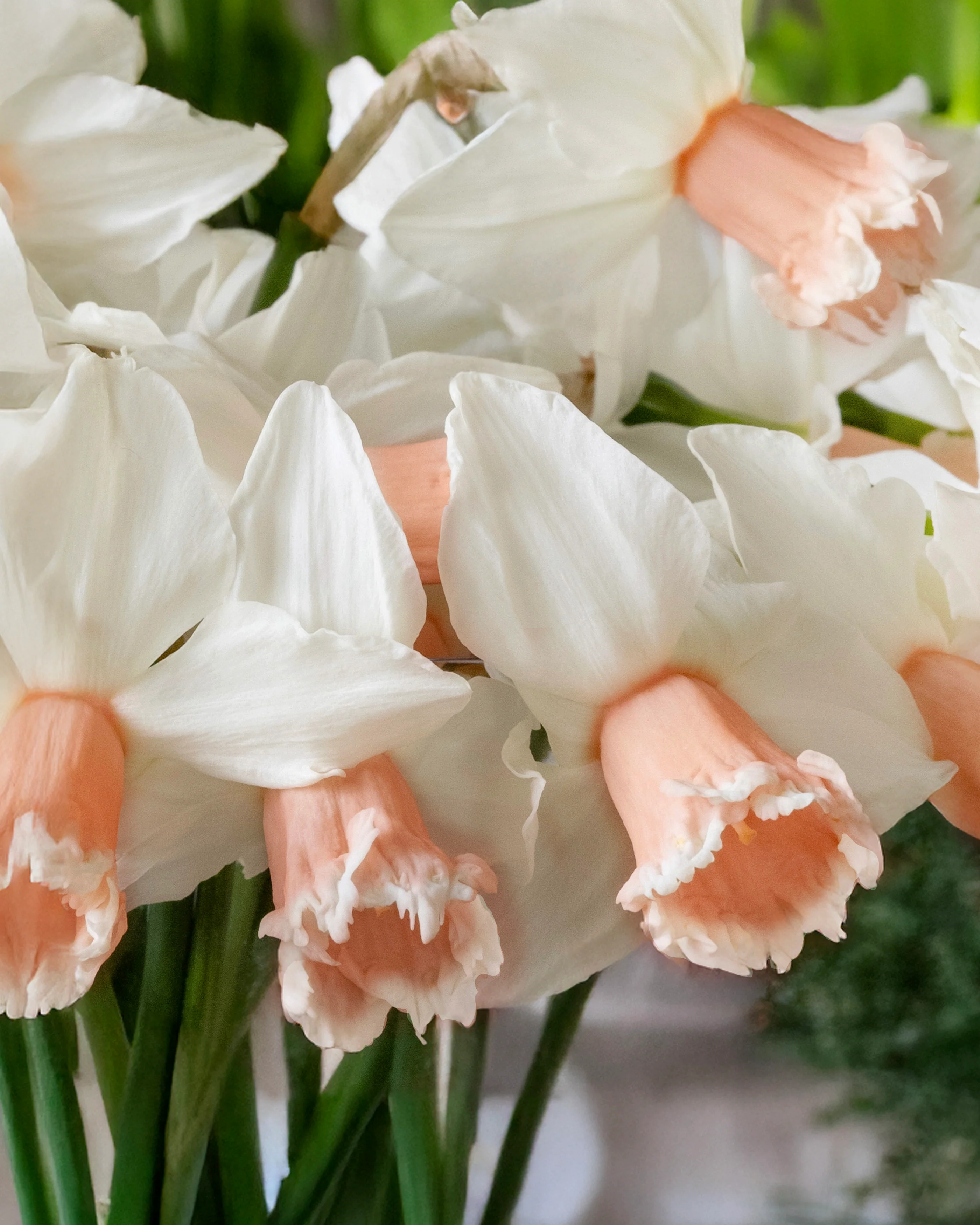 Narcissus 'Frozen Pink' - Image 10