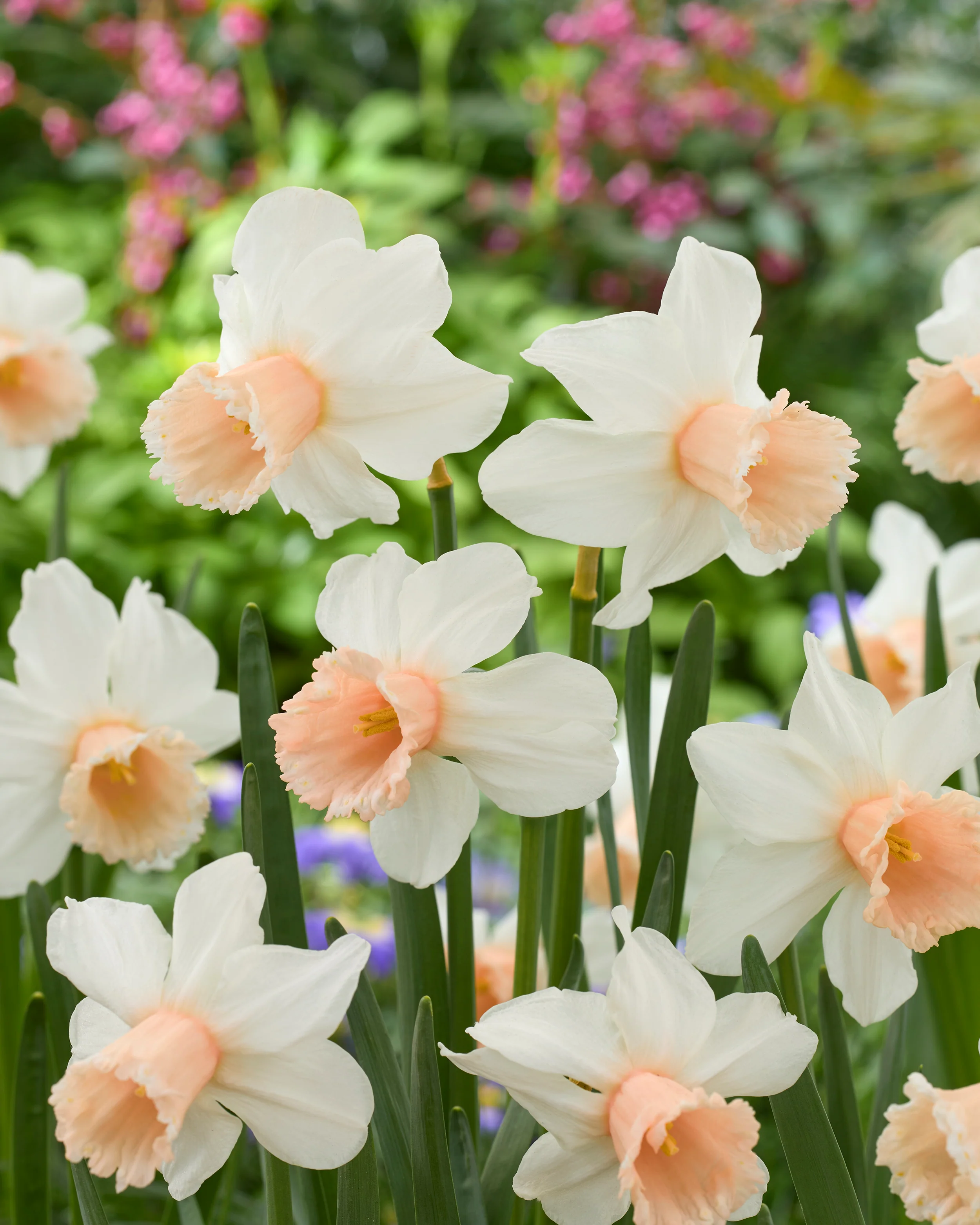 Narcissus 'Frozen Pink' - Image 4