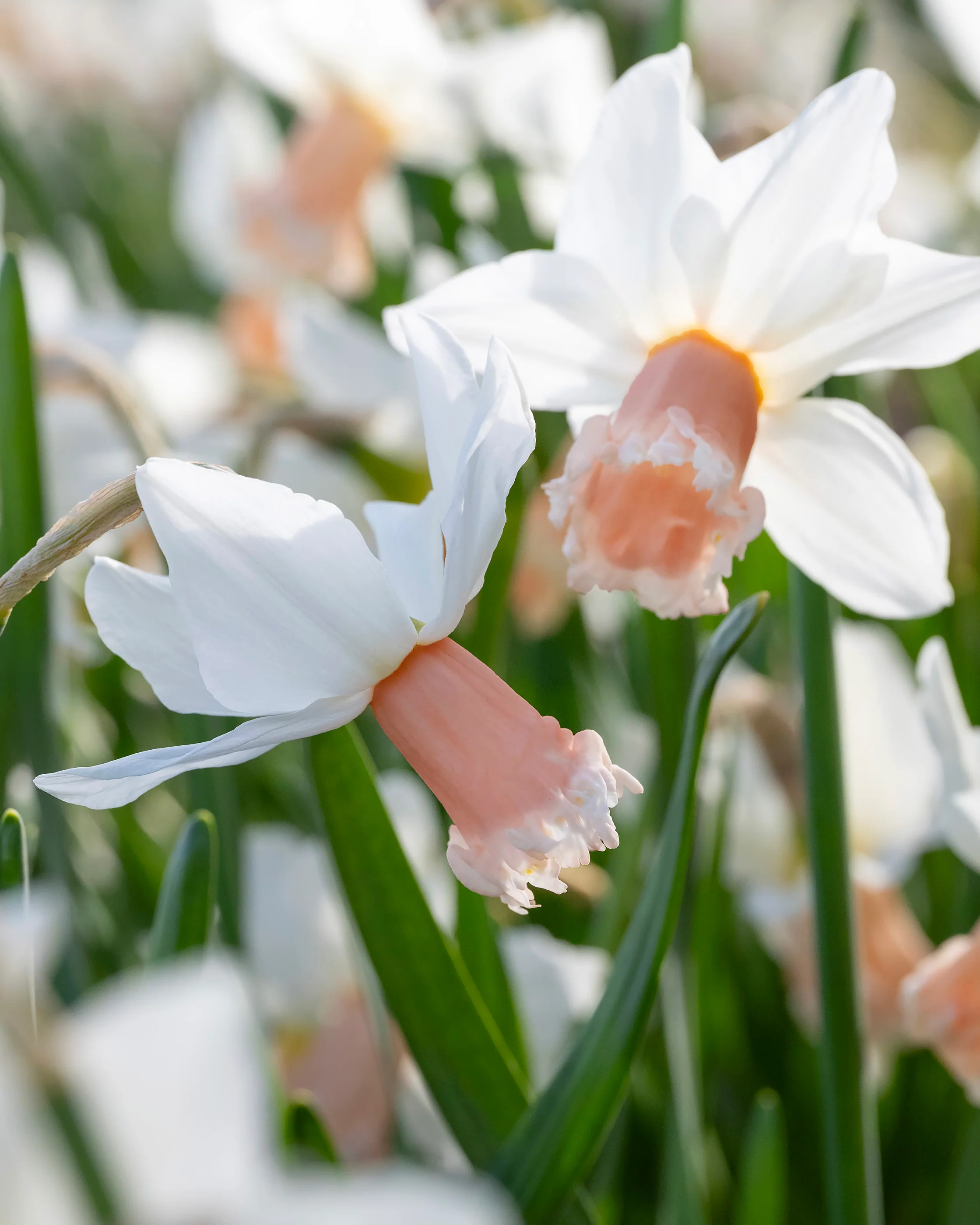 Narcissus 'Frozen Pink' - Image 7