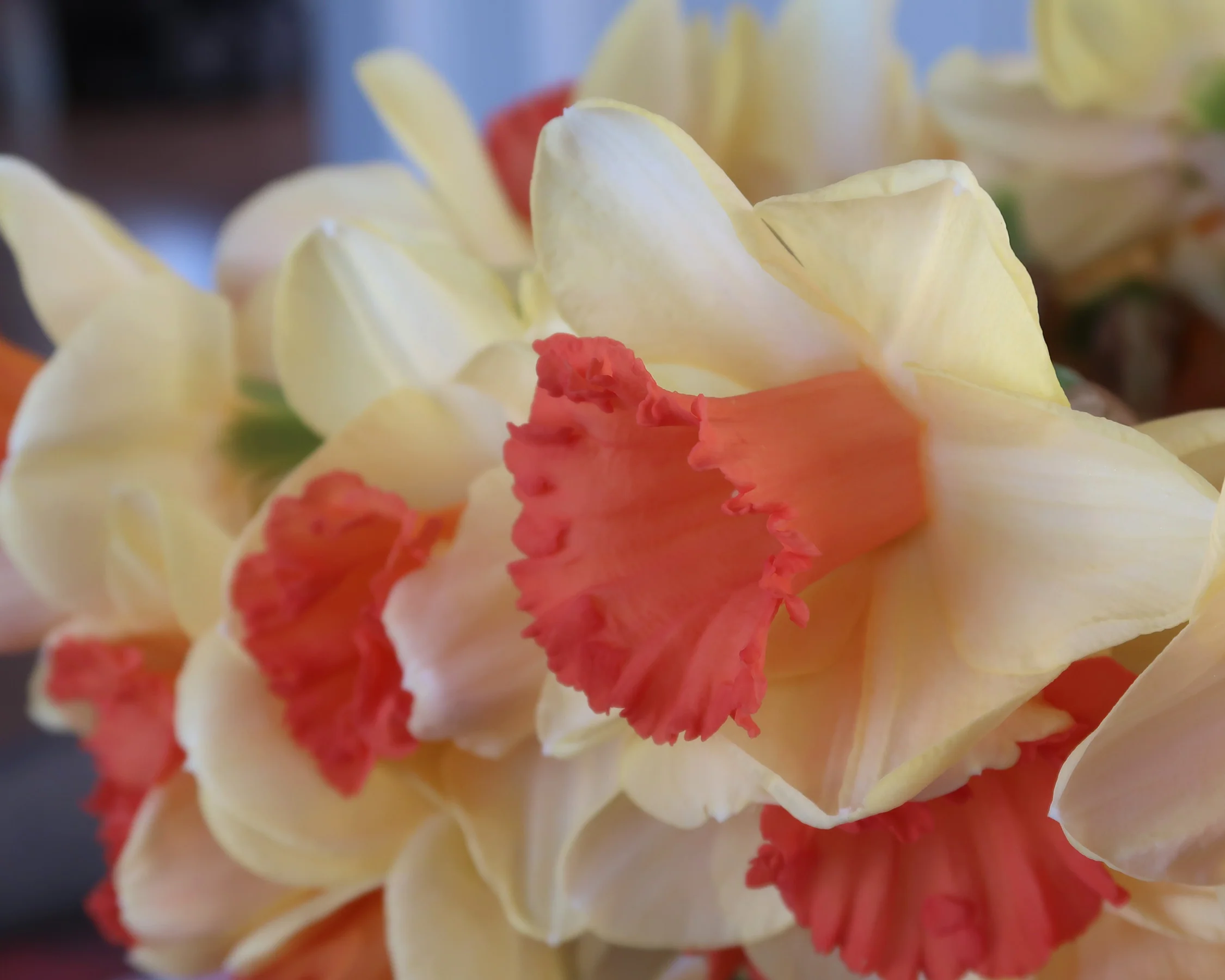 Narcissus 'Fullfilment' - Image 4