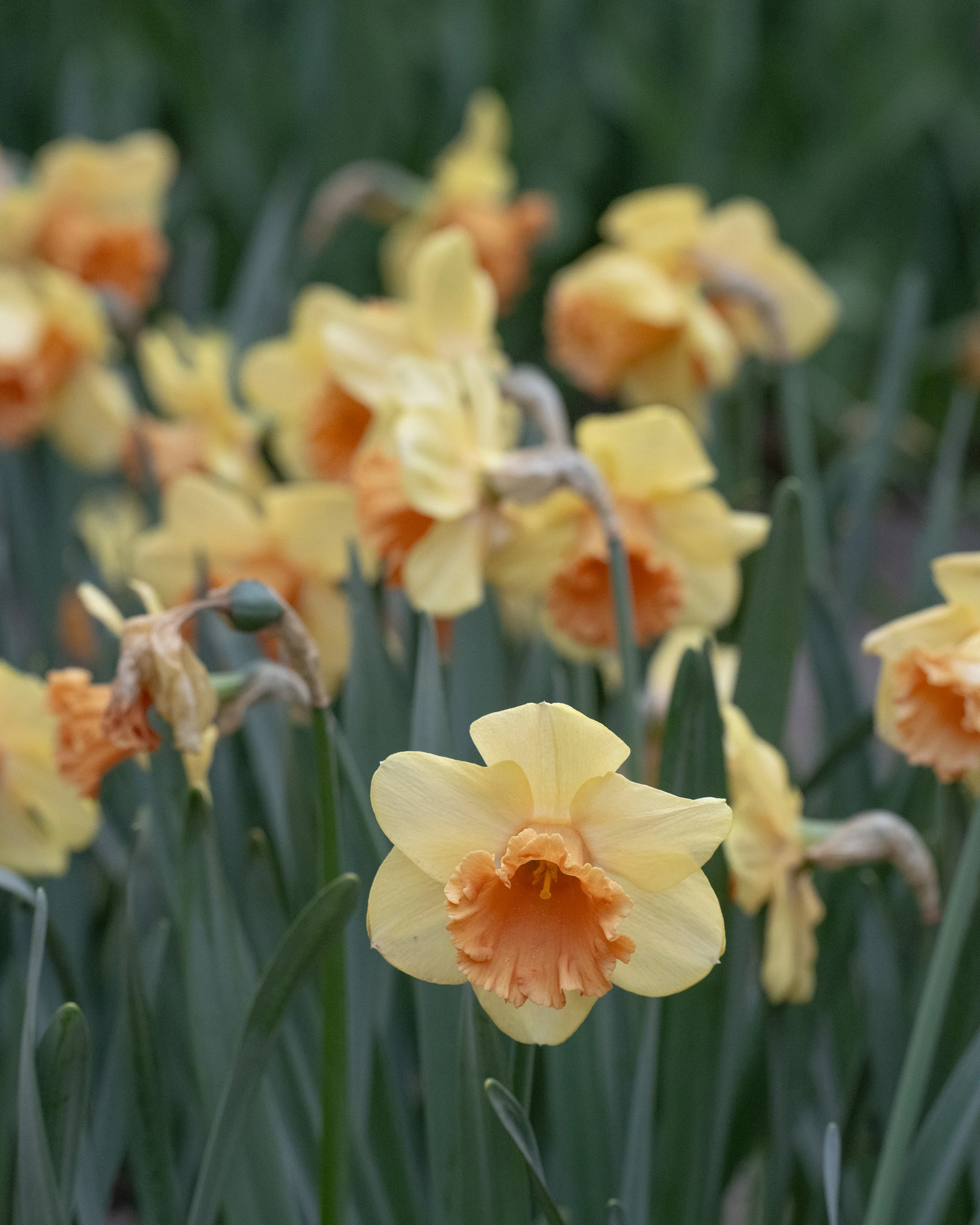 Narcissus 'Fullfilment' - Image 5