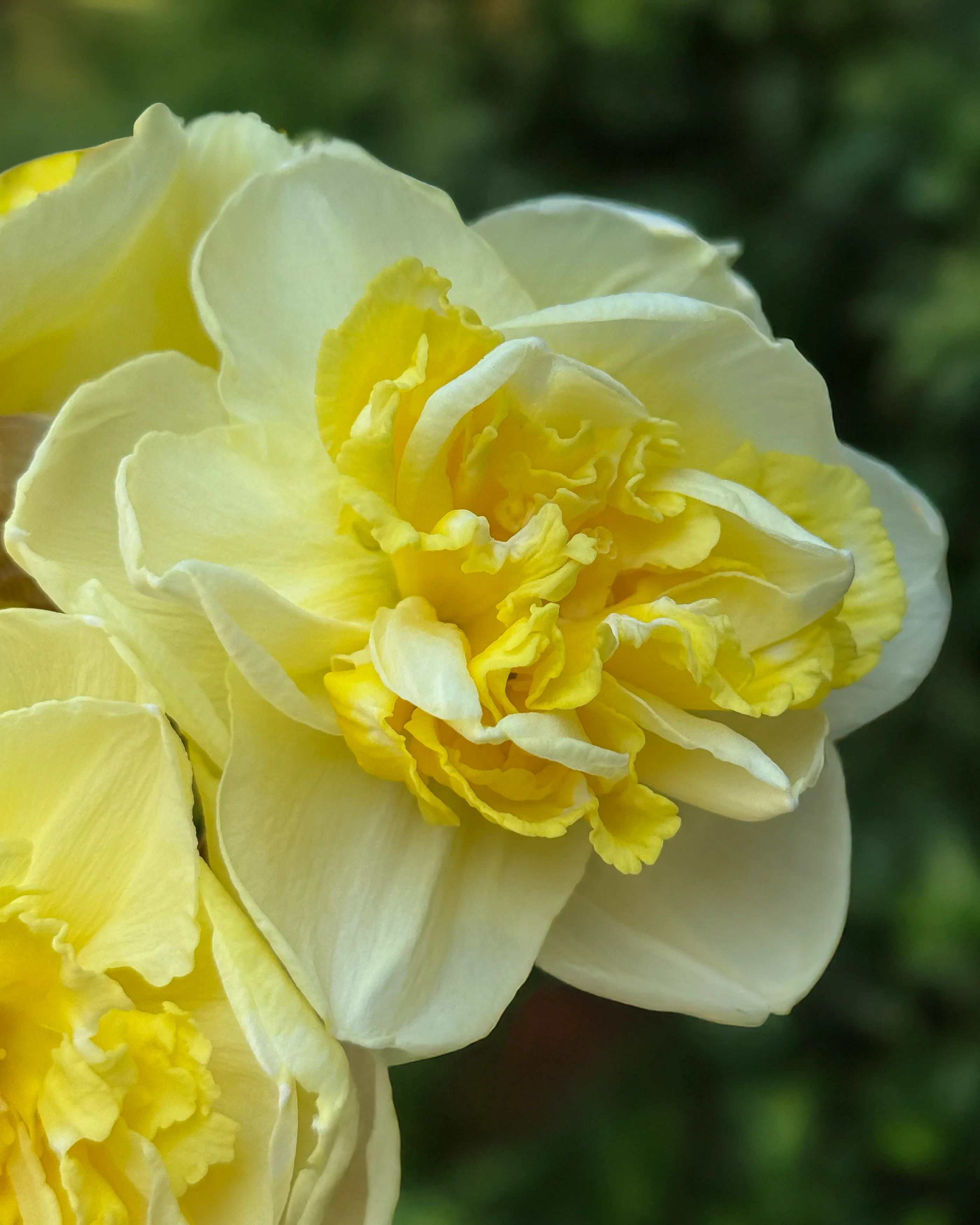 Narcissus 'Garden Pleasure' - Image 2