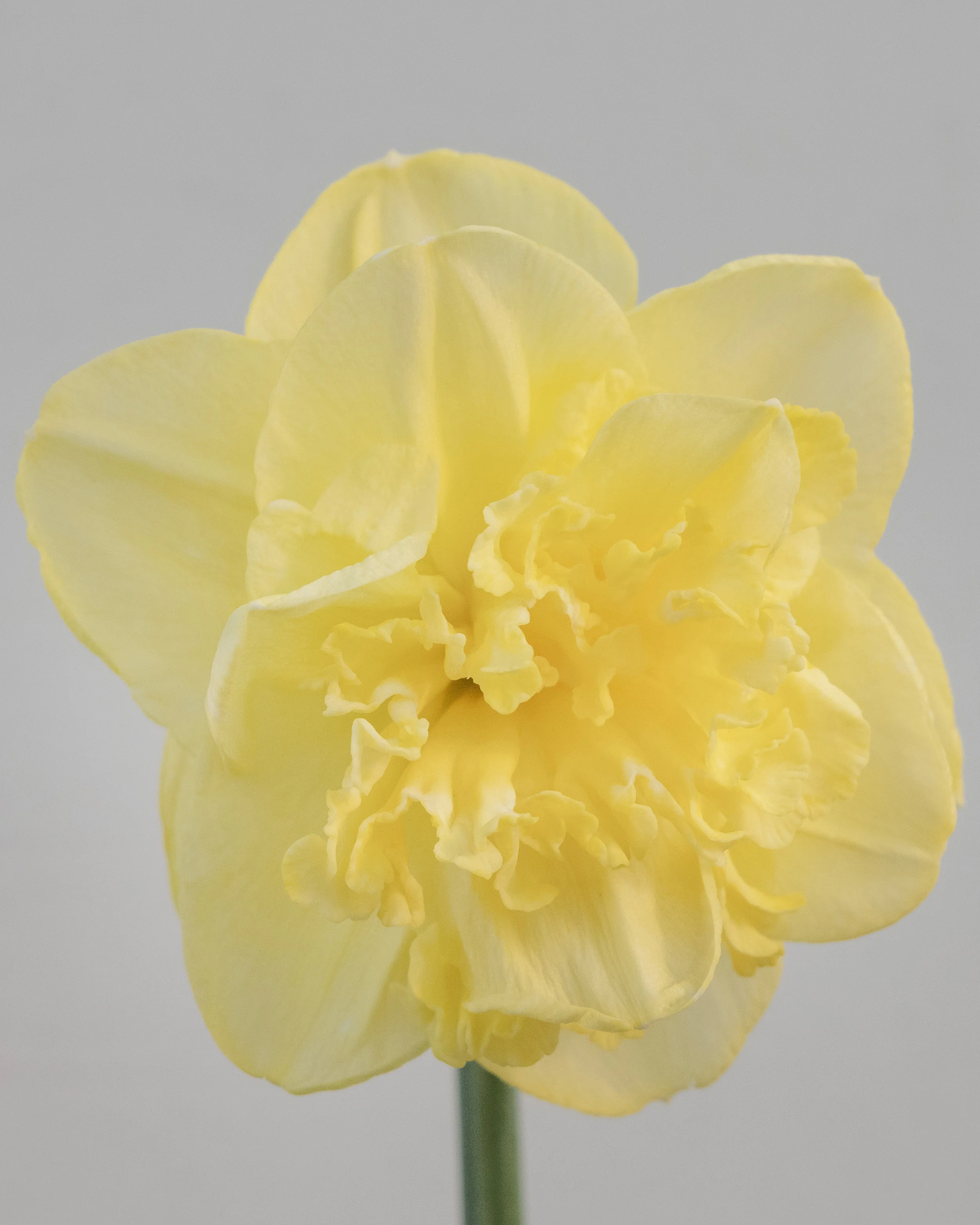 Narcissus 'Garden Pleasure' - Image 4