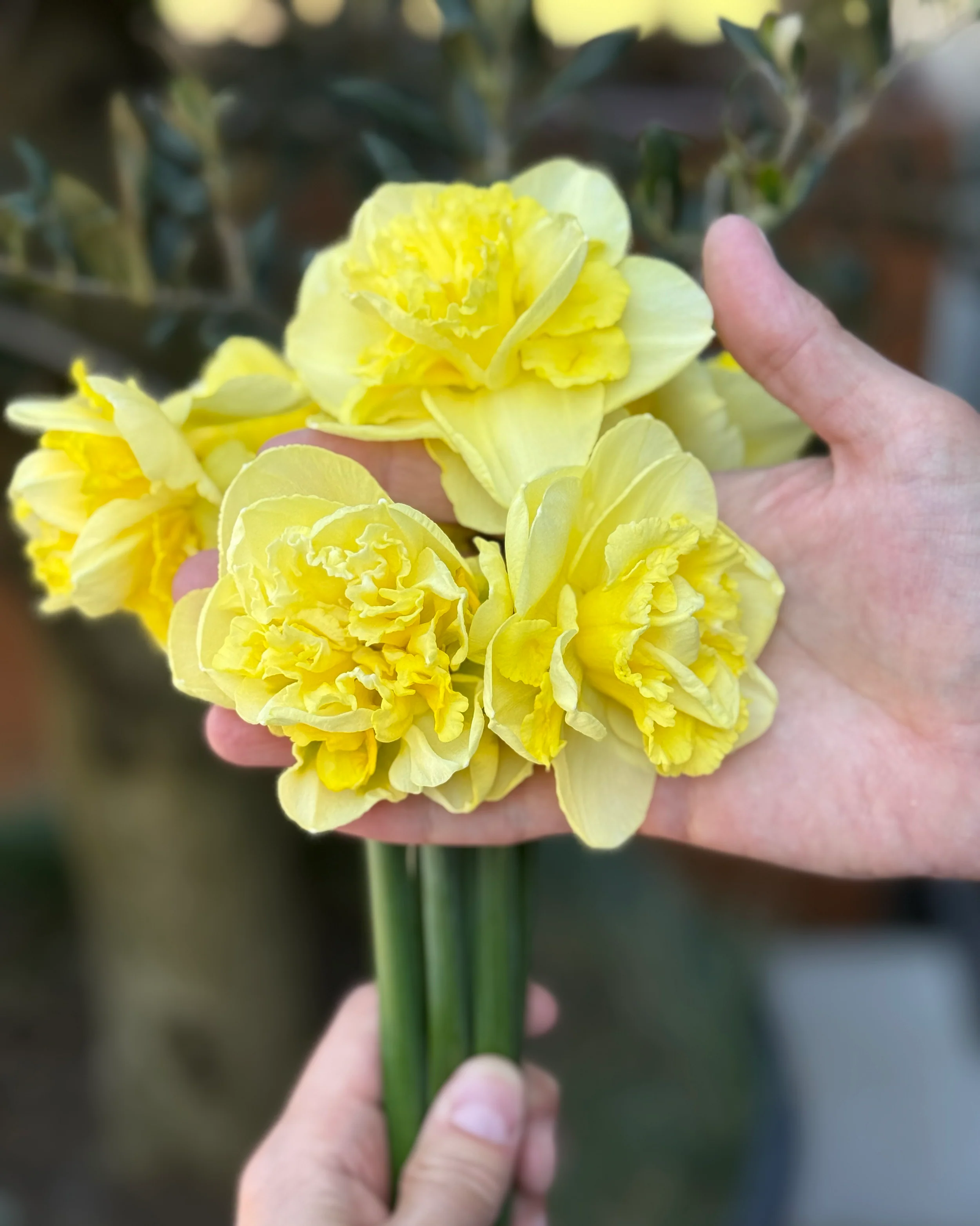 Narcissus 'Garden Pleasure' - Image 5