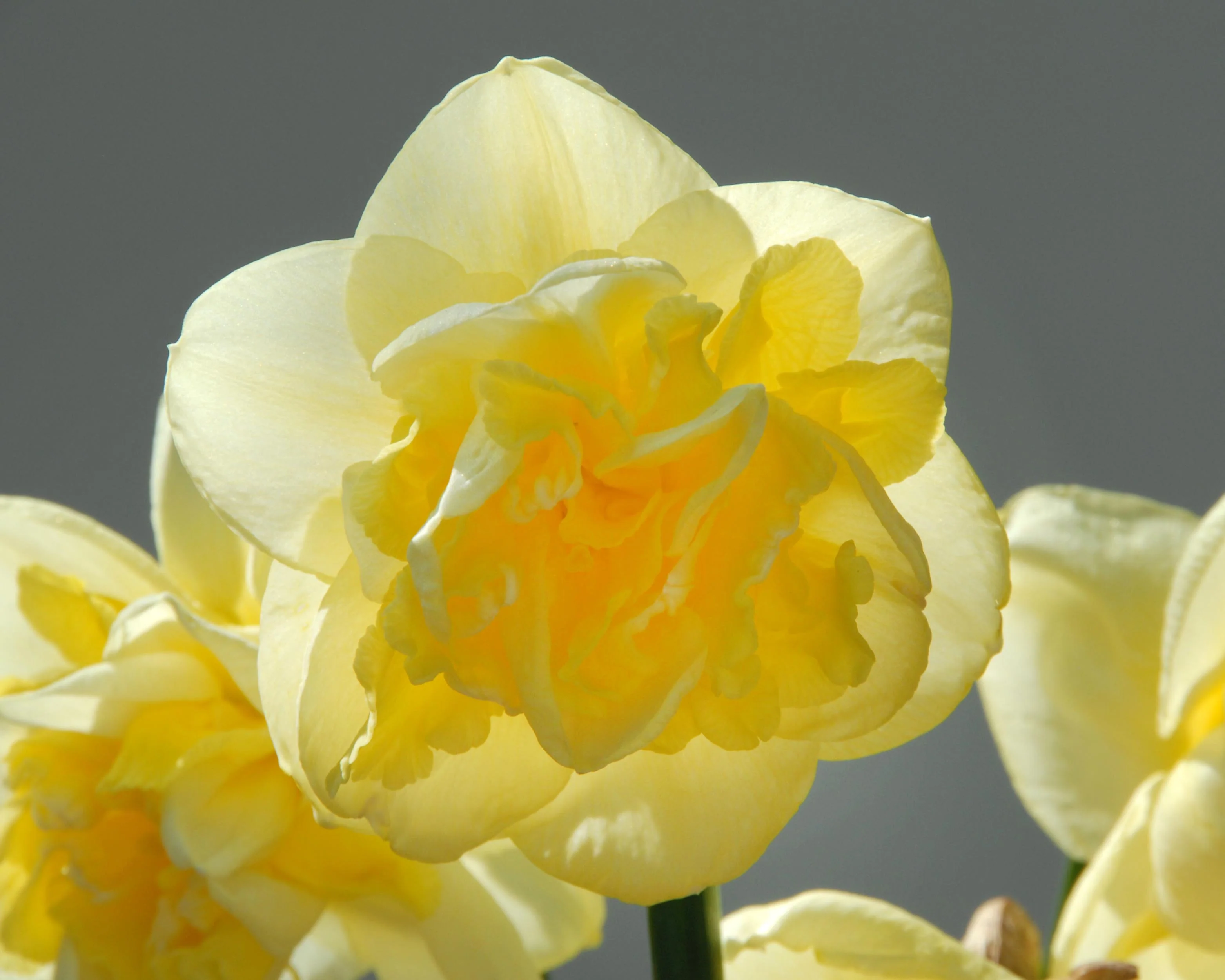 Narcissus 'Garden Pleasure' - Image 9
