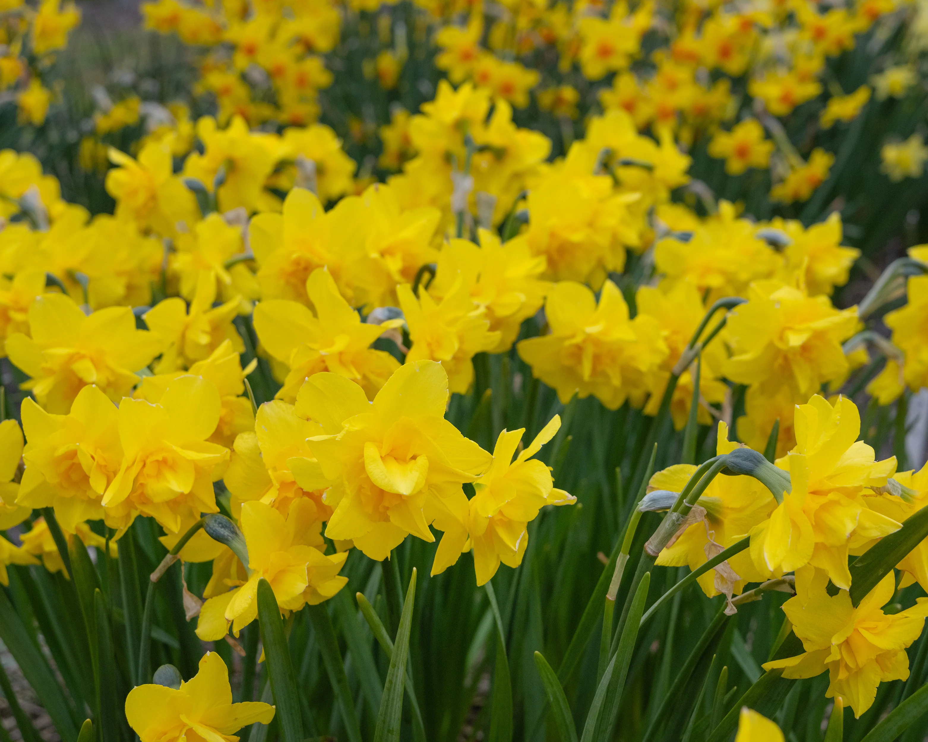 Narcissus 'Golden Delicious' - Image 4