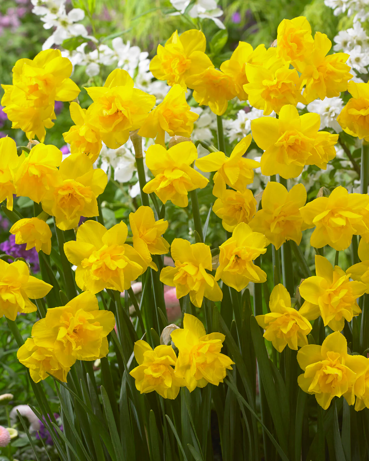Narcissus 'Golden Delicious' - Image 7