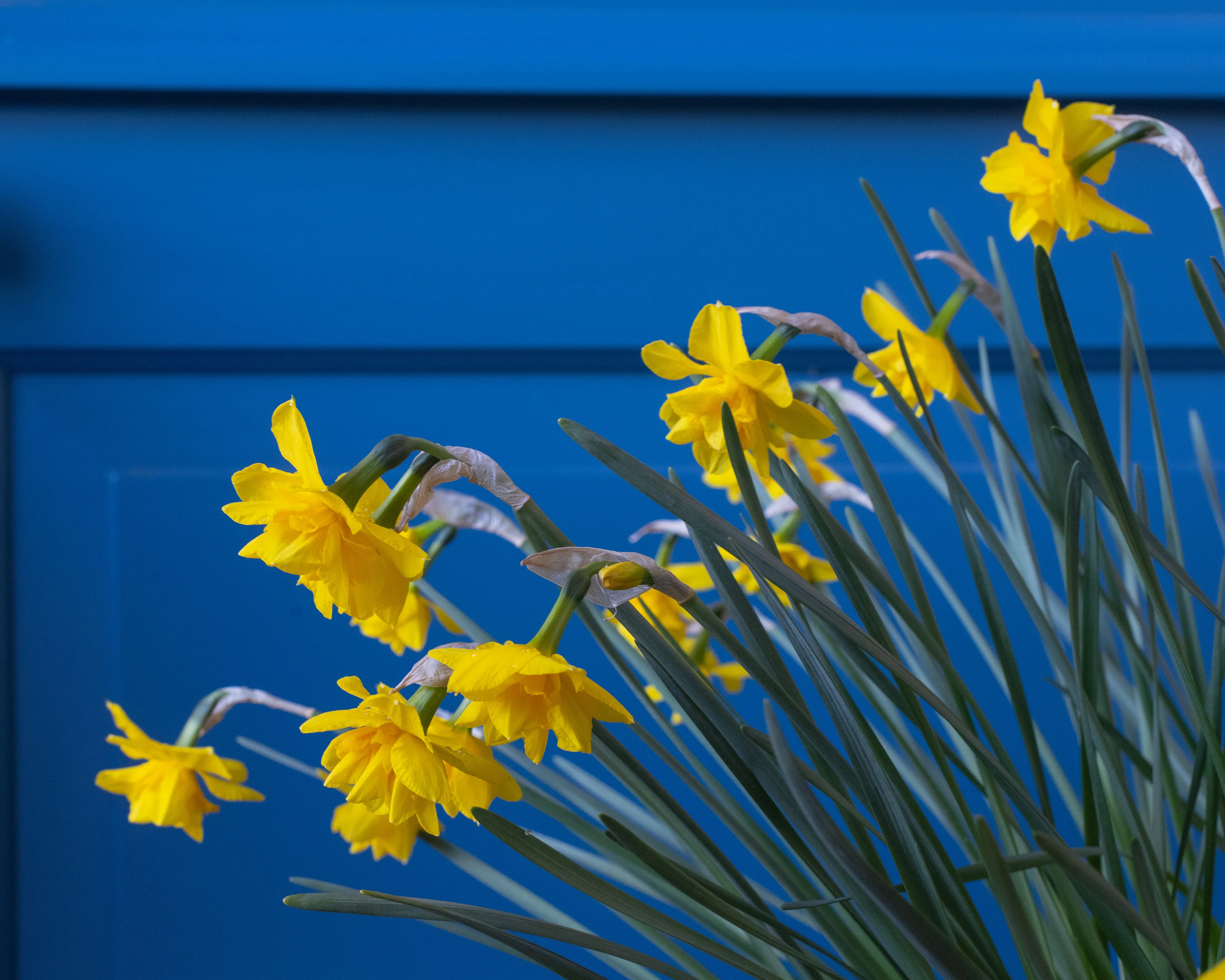 Narcissus 'Golden Delicious' - Image 8