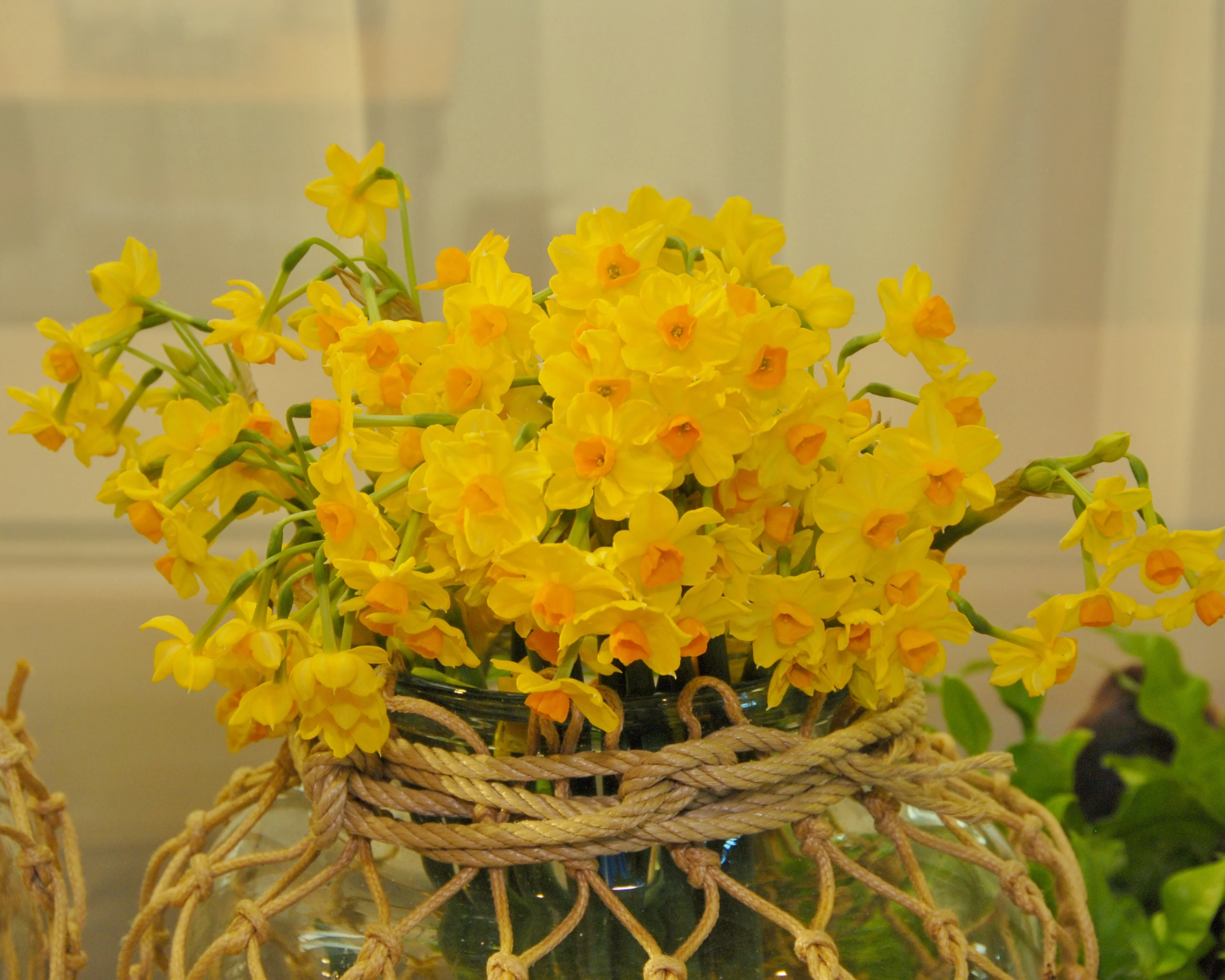 Narcissus 'Grand Soleil d'Or' - Image 3
