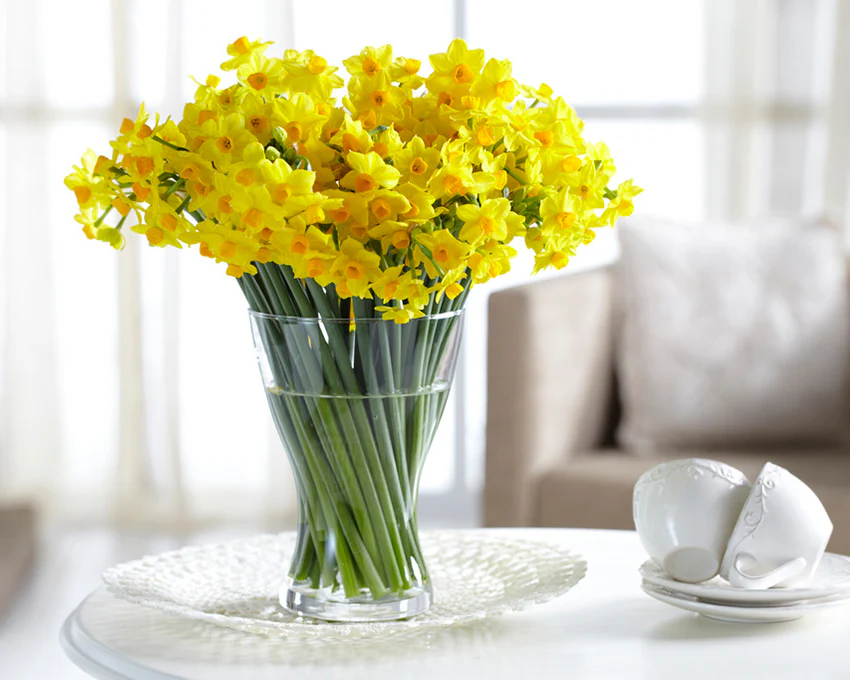 Narcissus 'Grand Soleil d'Or' - Image 5