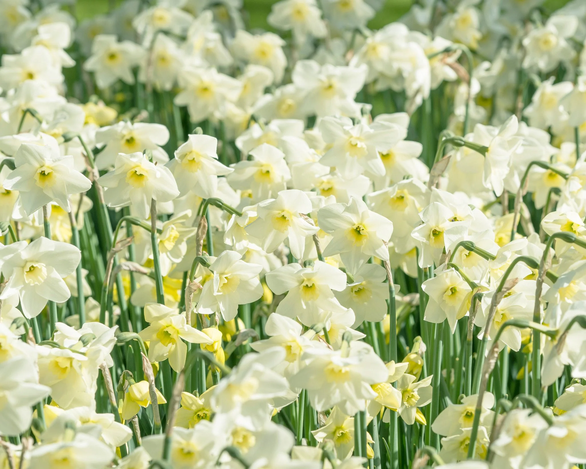 Narcissus 'Green Eyes' - Image 3