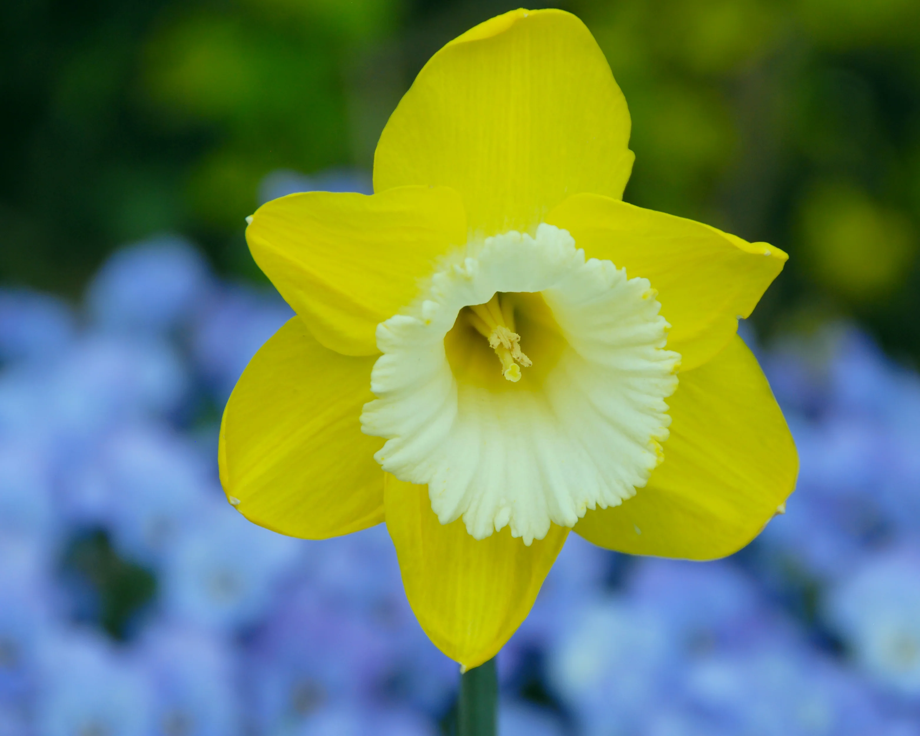 Narcissus 'Green Garden' - Image 5