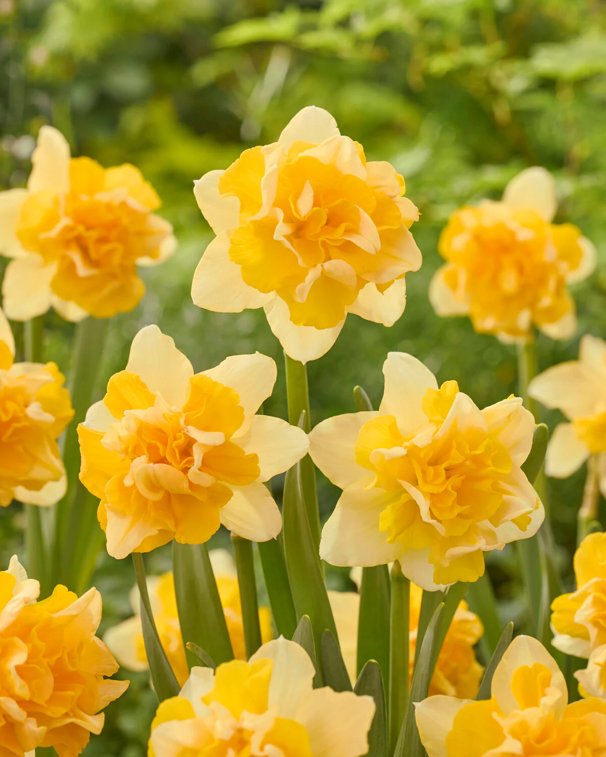 Narcissus 'Growers Beauty' - Image 3