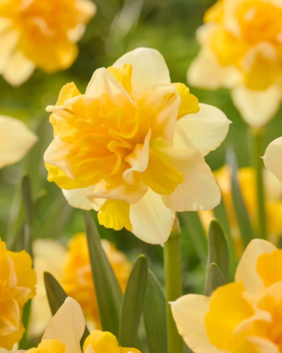 Narcissus 'Growers Beauty' - Image 4